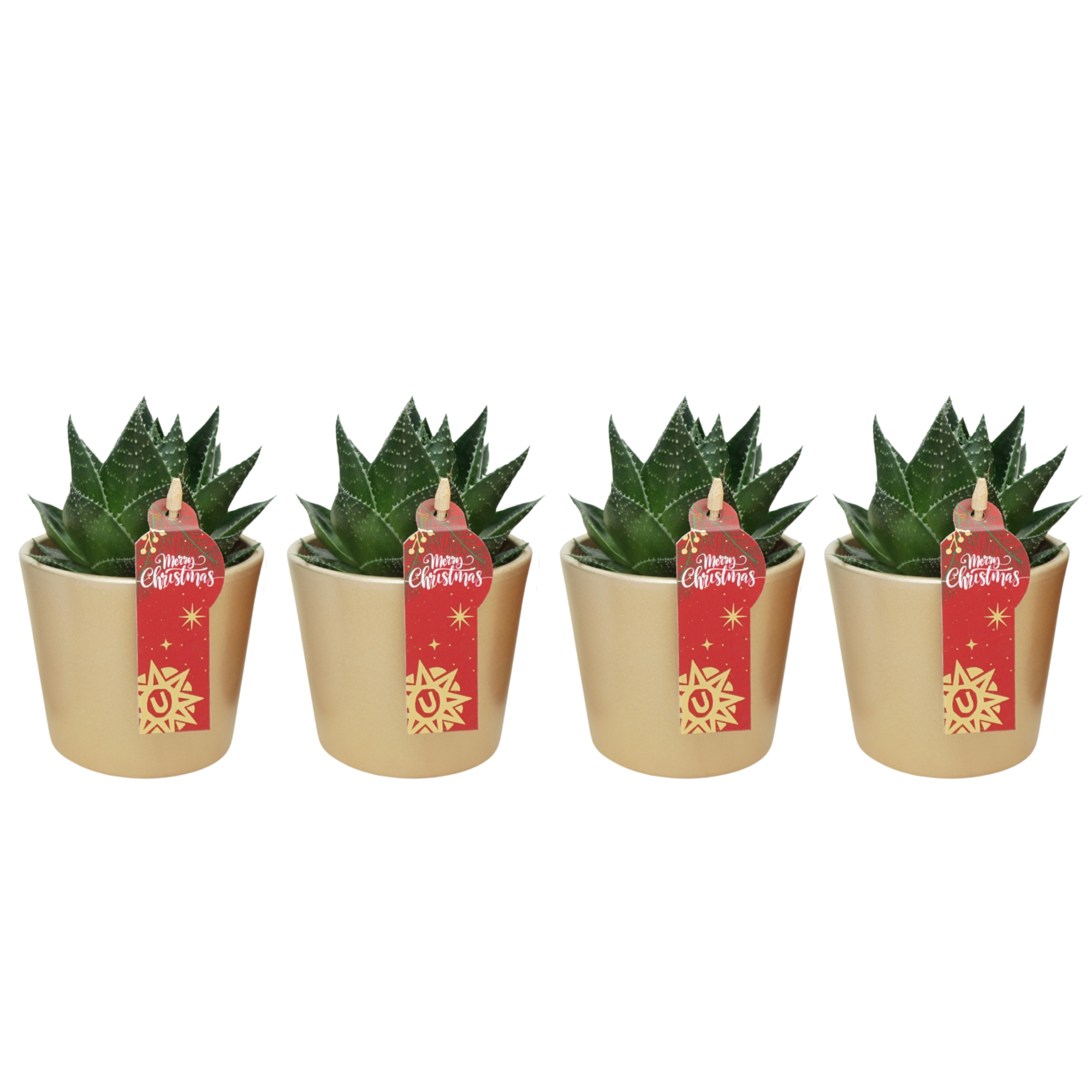 Aloë cosmo in 9 cm Goud Kerst potje, D 8,5