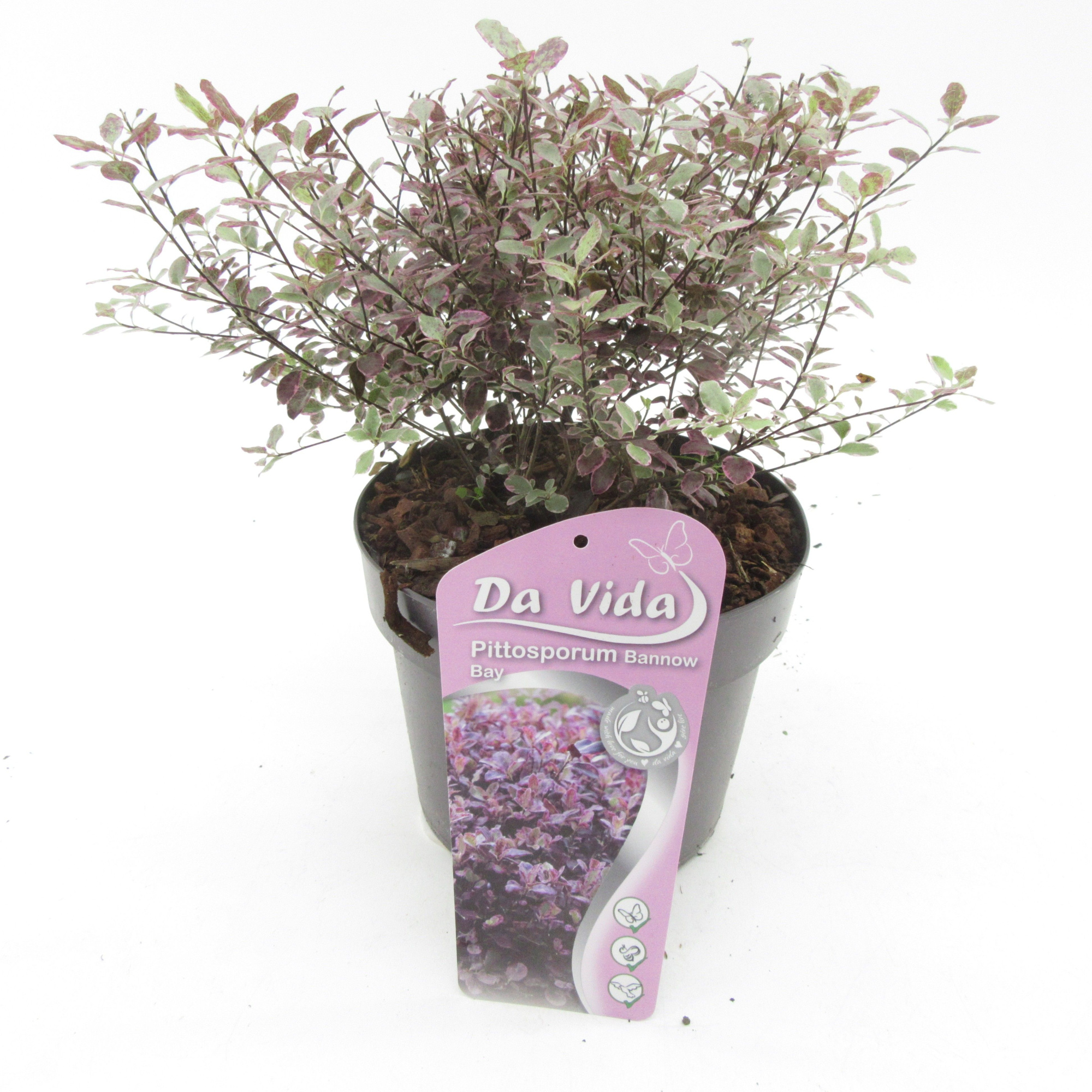 Pittosporum Bannow Bay, D 19