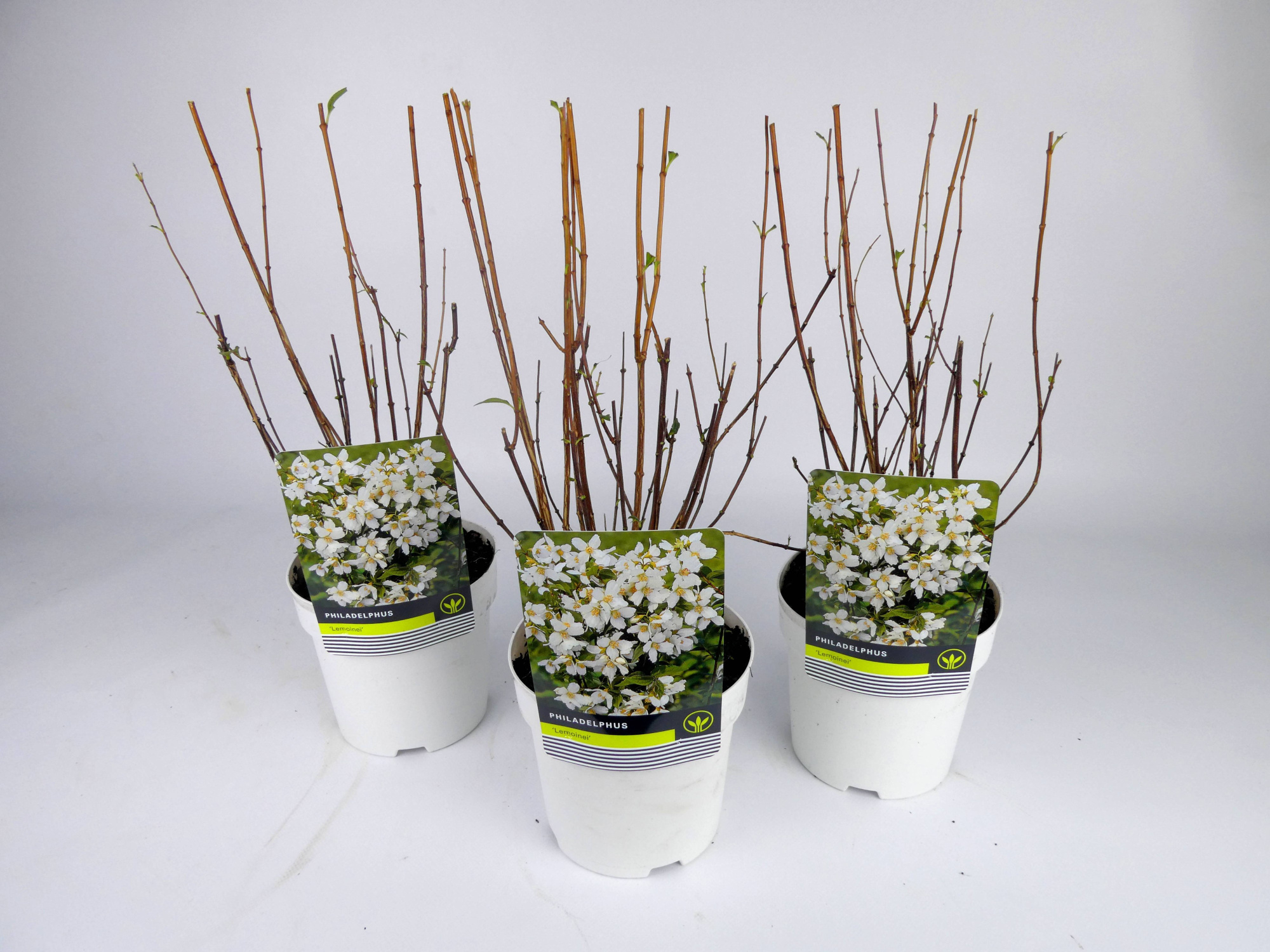 Philadelphus 'Lemonei' Kleurpot, D 14