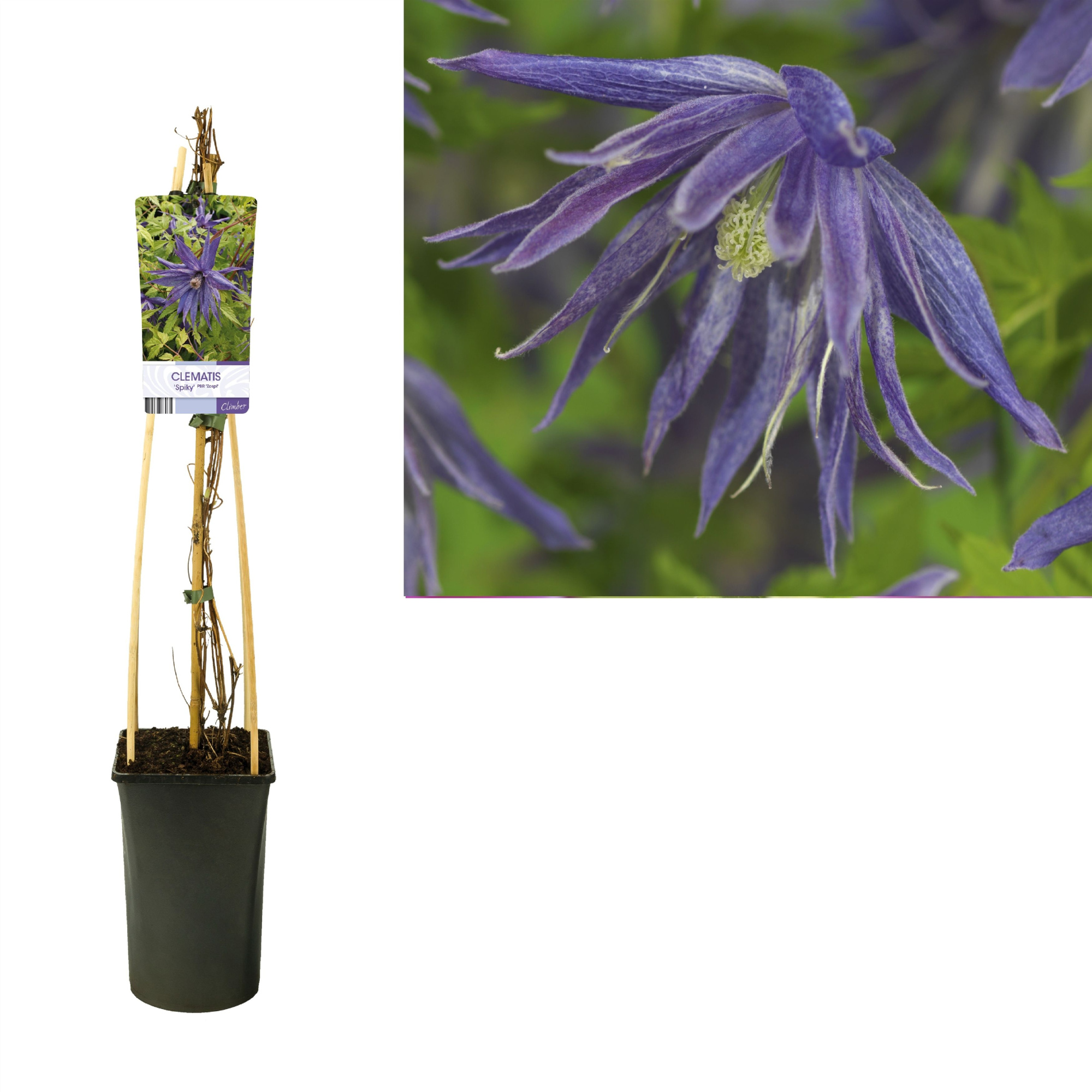 Clematis Spiky PBR +light label, D 17