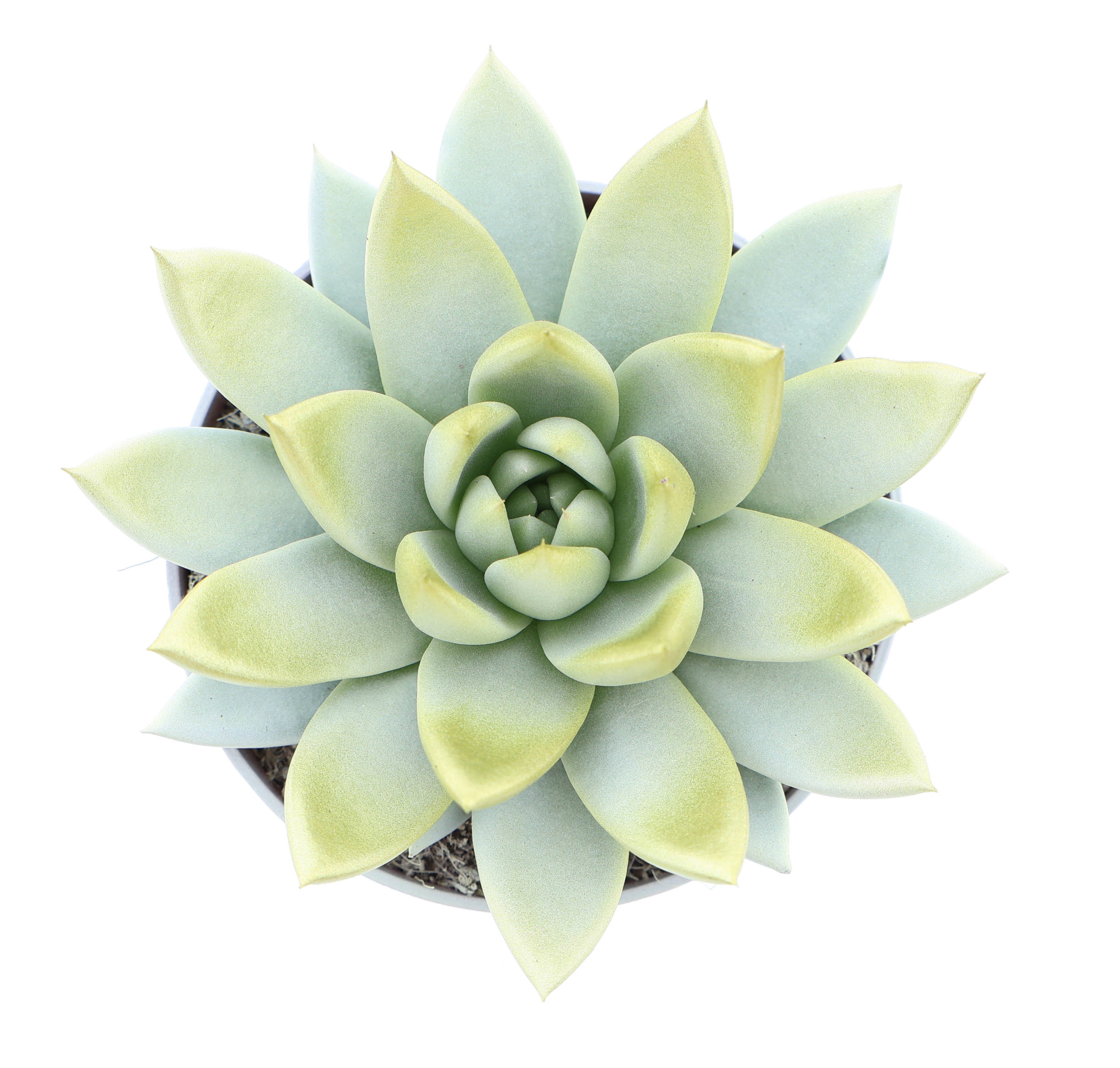 Miranda white + gold tips, D 10,5