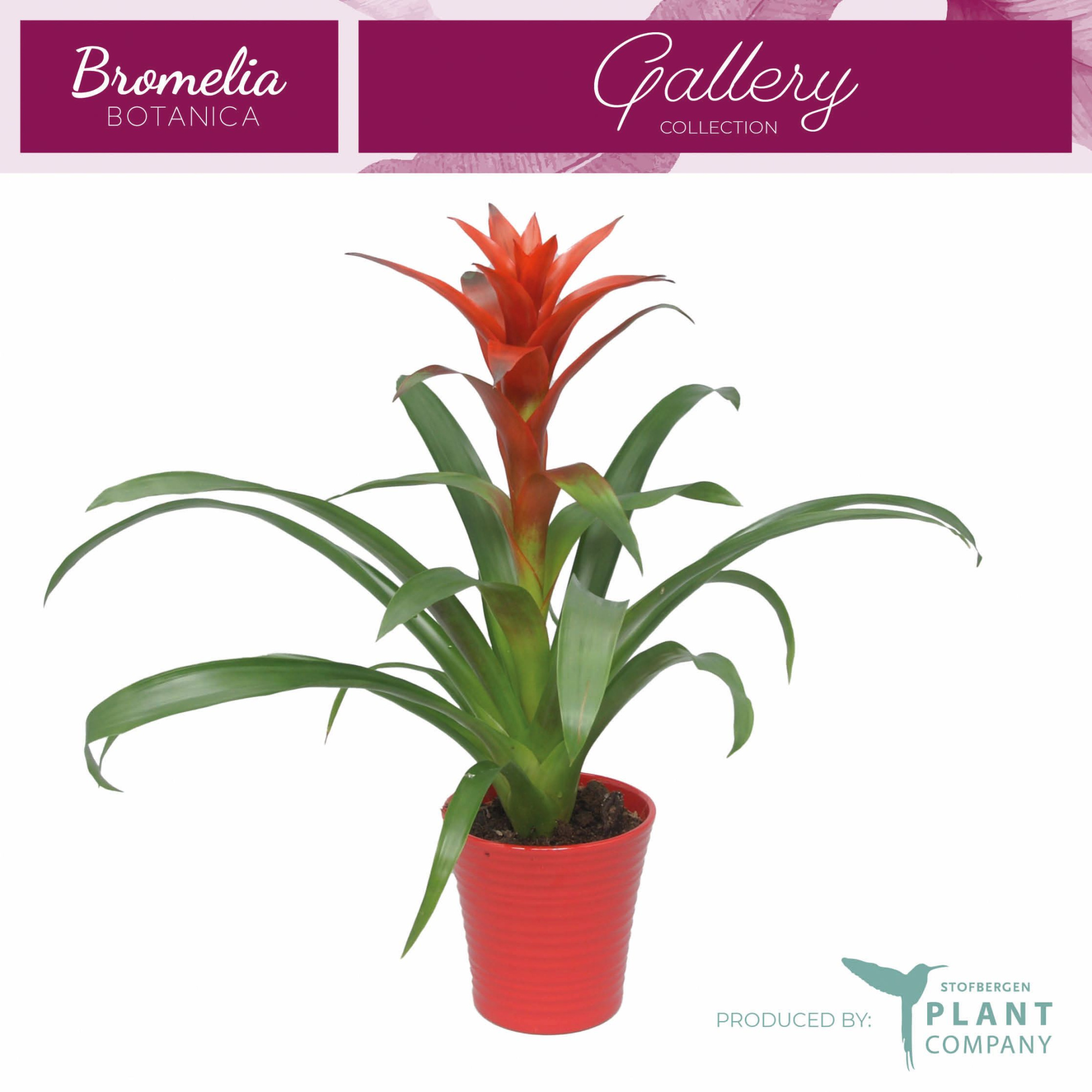 Guzmania Ostara in Rood keramiek, D 12