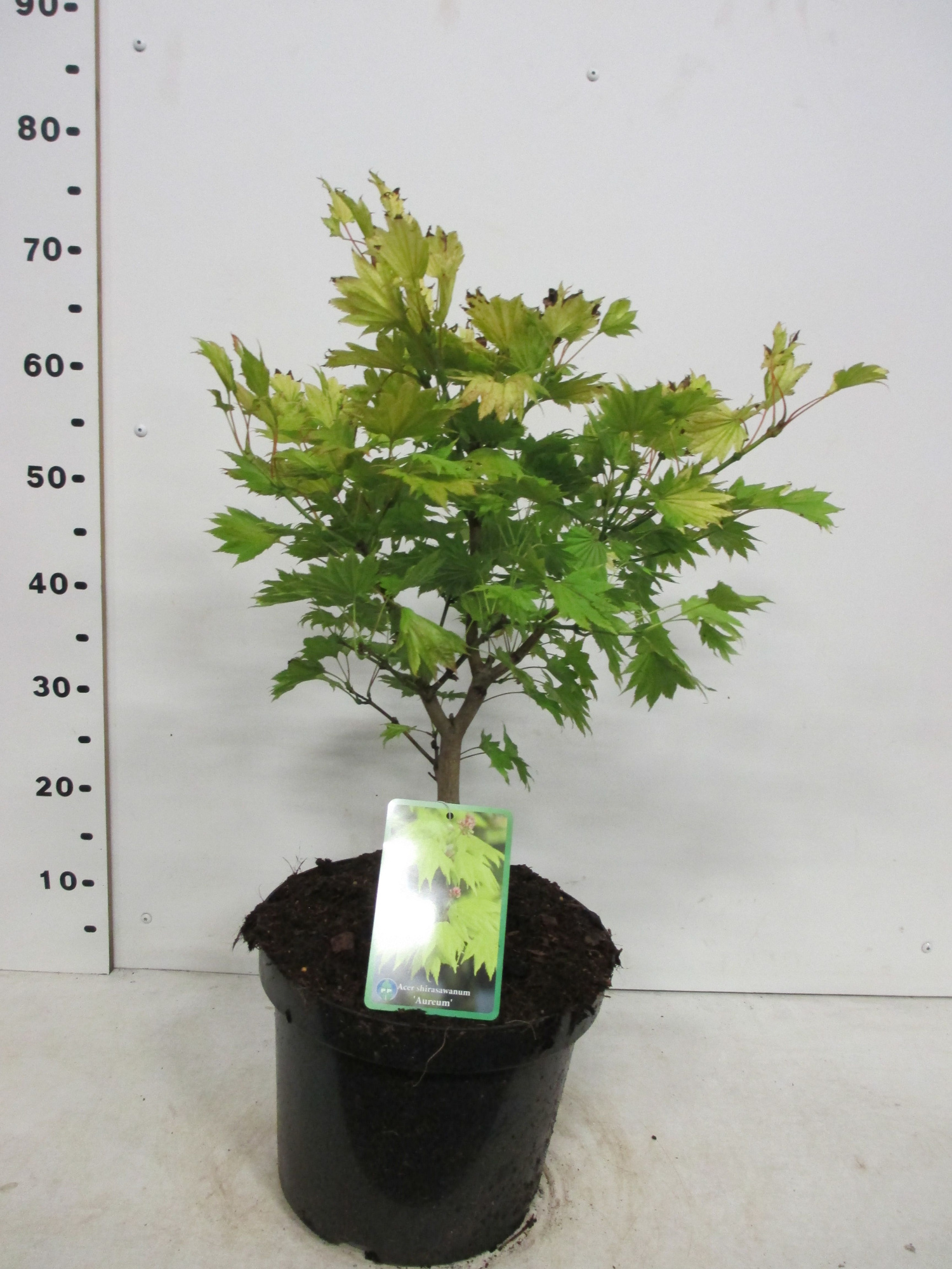 Acer shirasawanum Aureum 40-50 P26, D 26