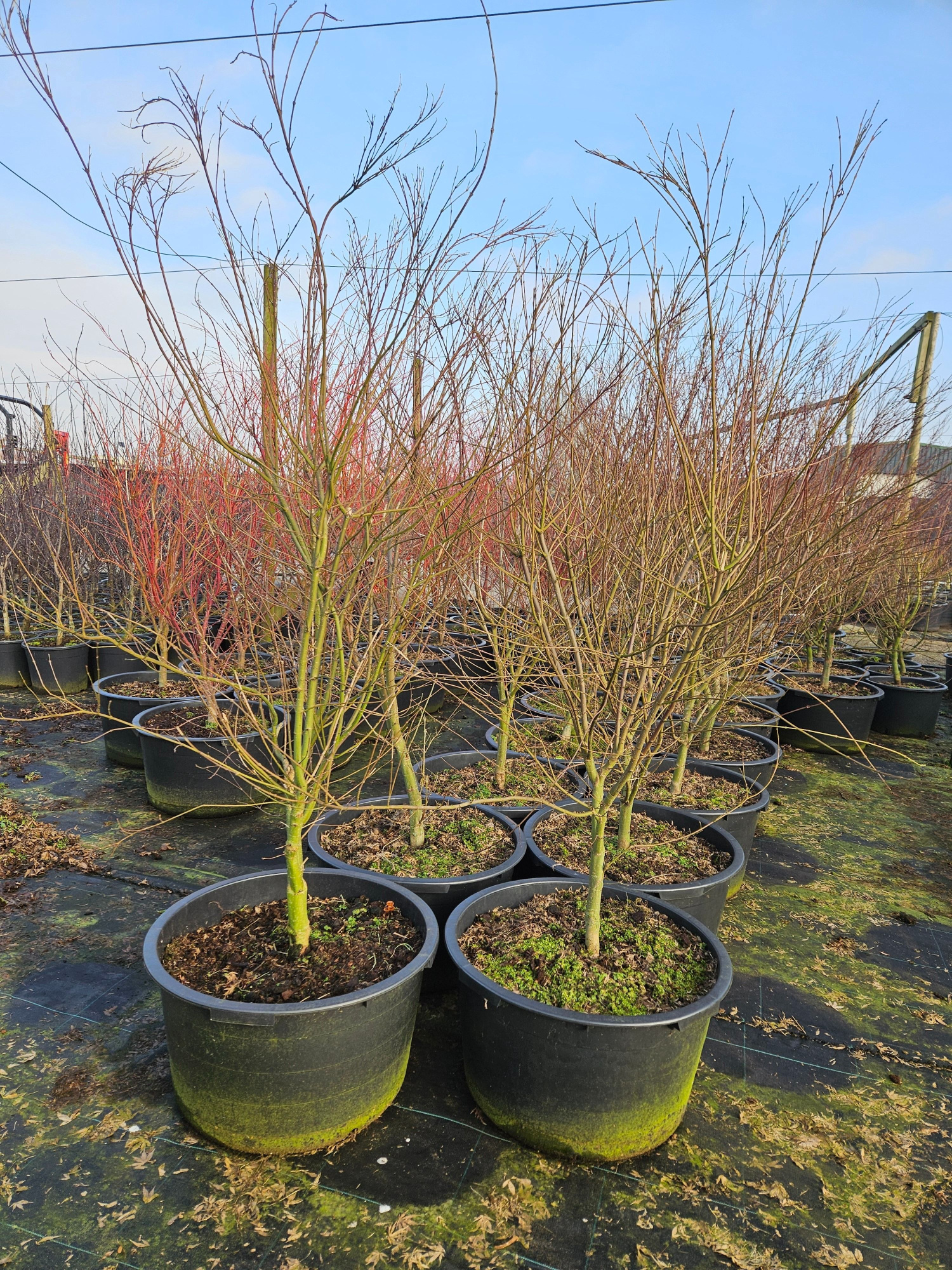 Acer palmatum 'Seiryu', D 59