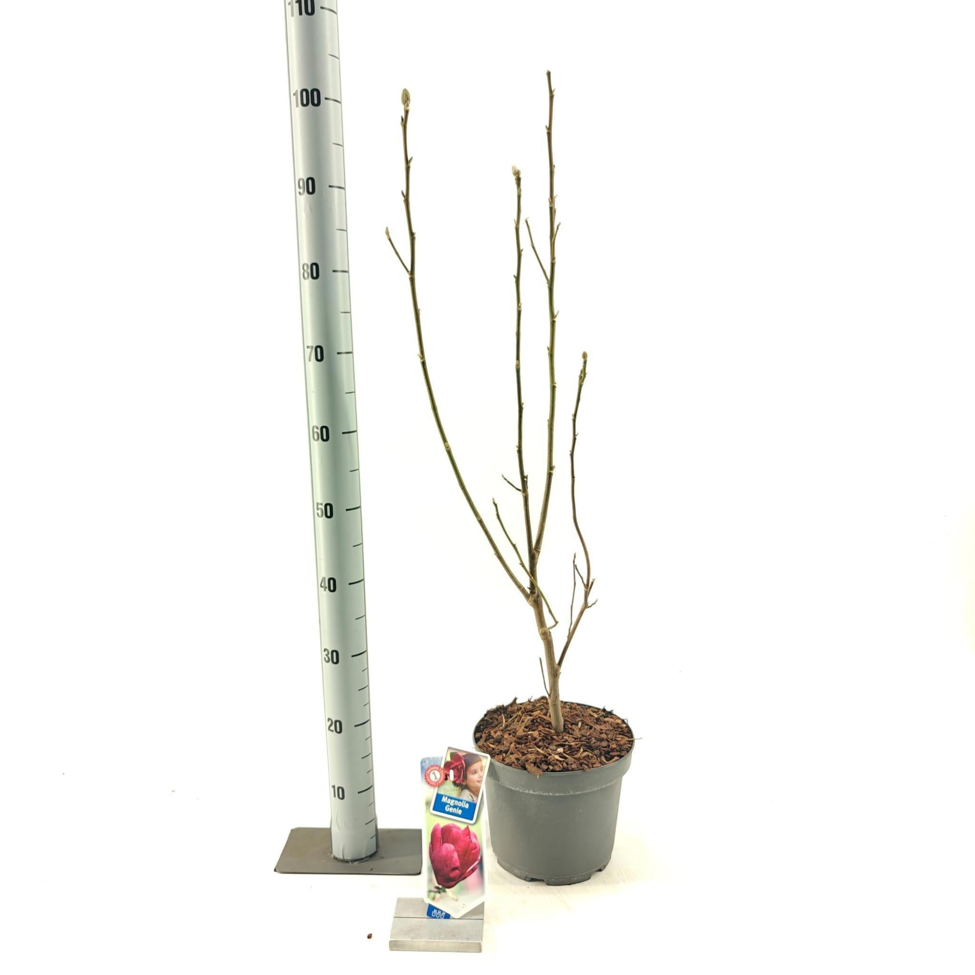 Magnolia 'Genie', D 23