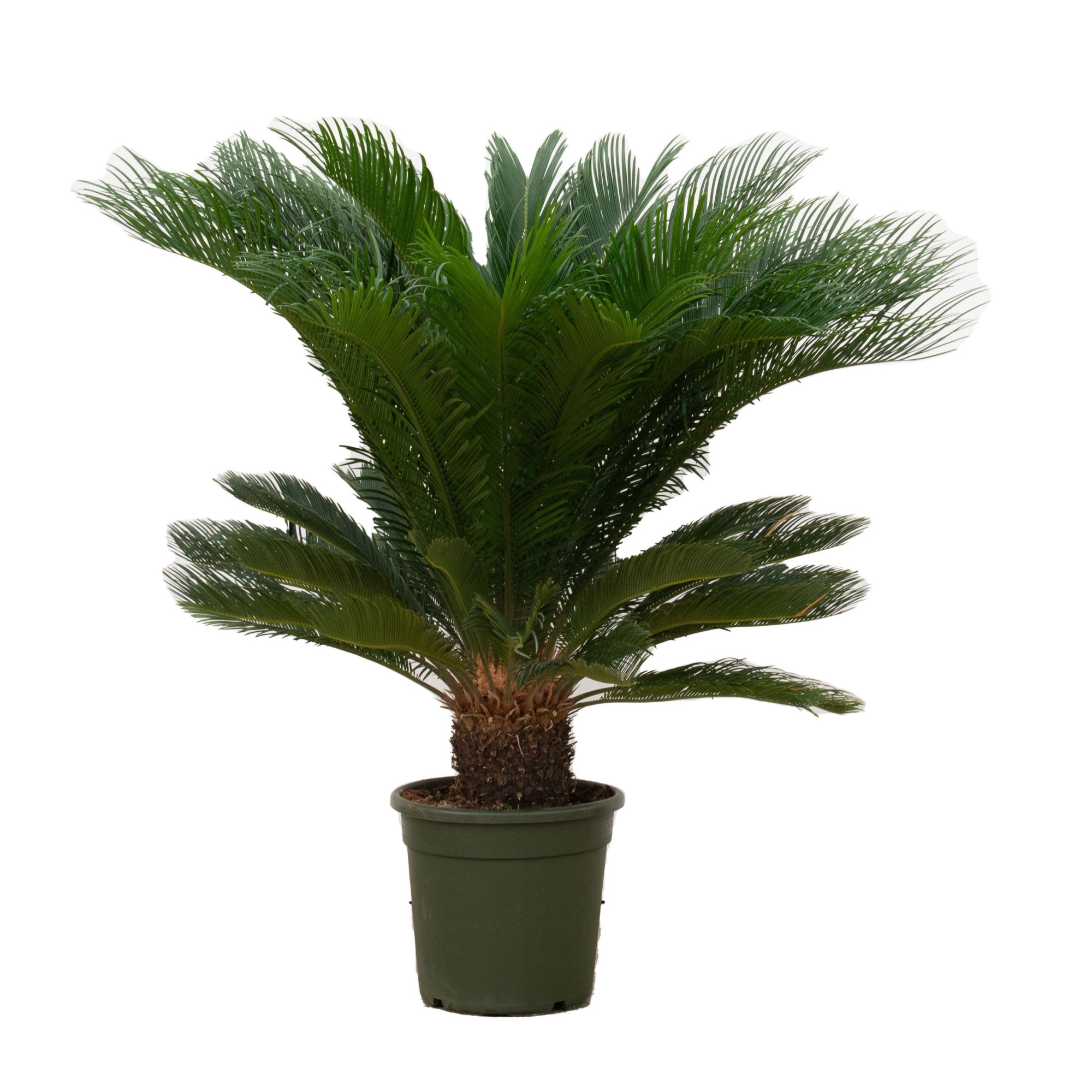 Cycas Revoluta - 110cm, D 30