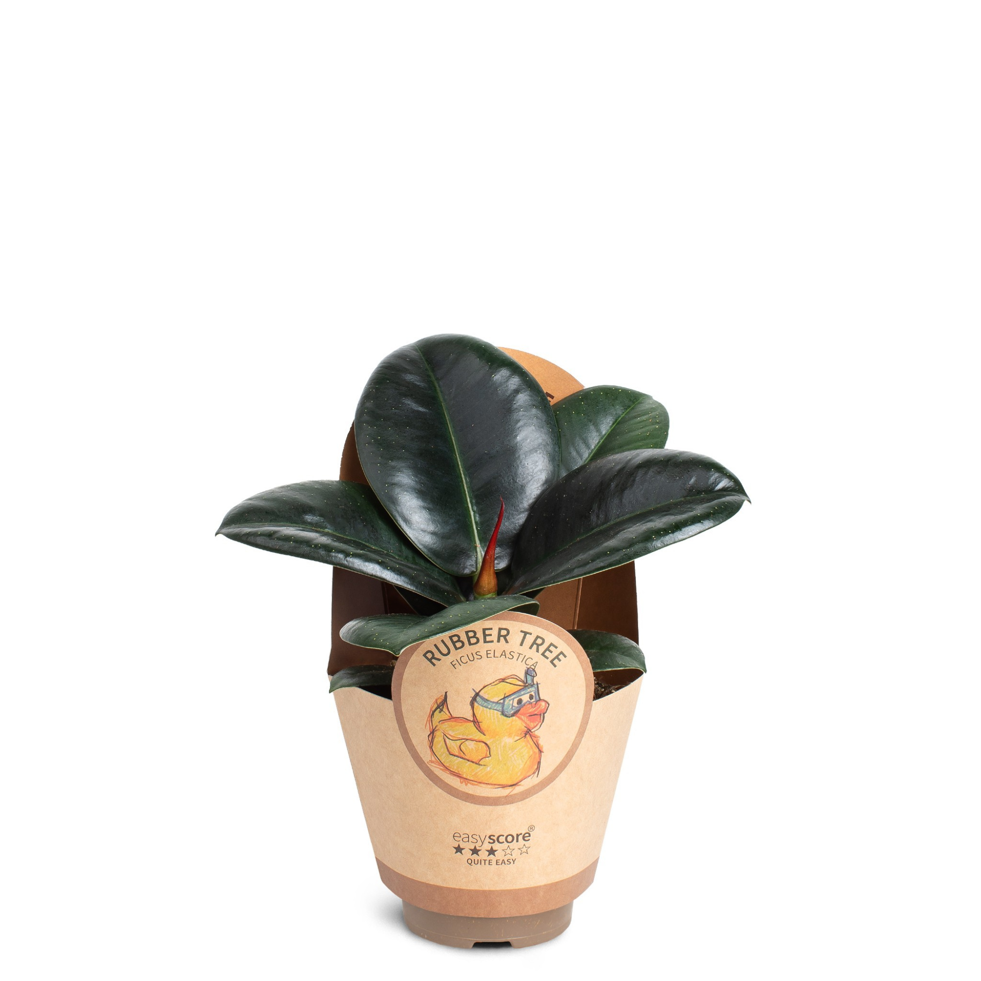 Ficus elastica ´Sofia´, D 9