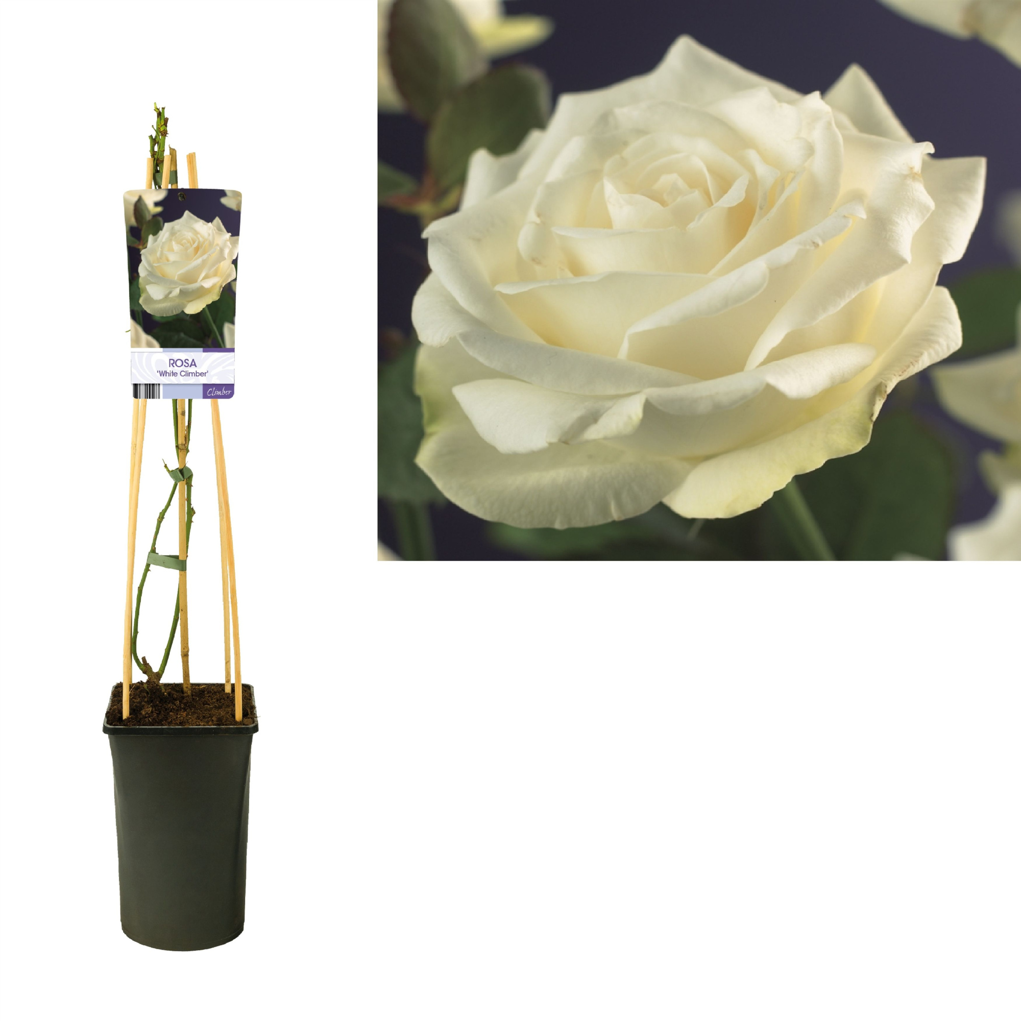 Rosa 'White Climber' +light label, D 17
