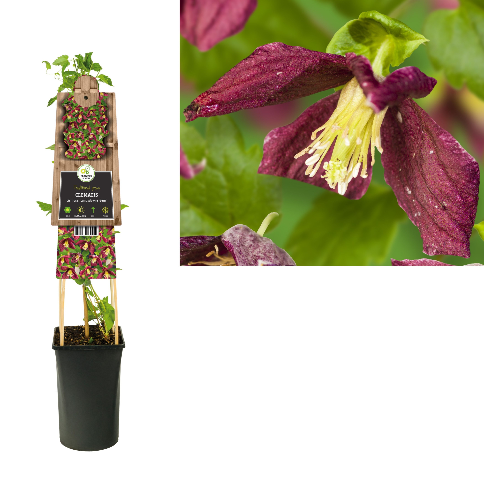 Clematis cirrhosa 'Landsdowne Gem' +3.0 label, D 17