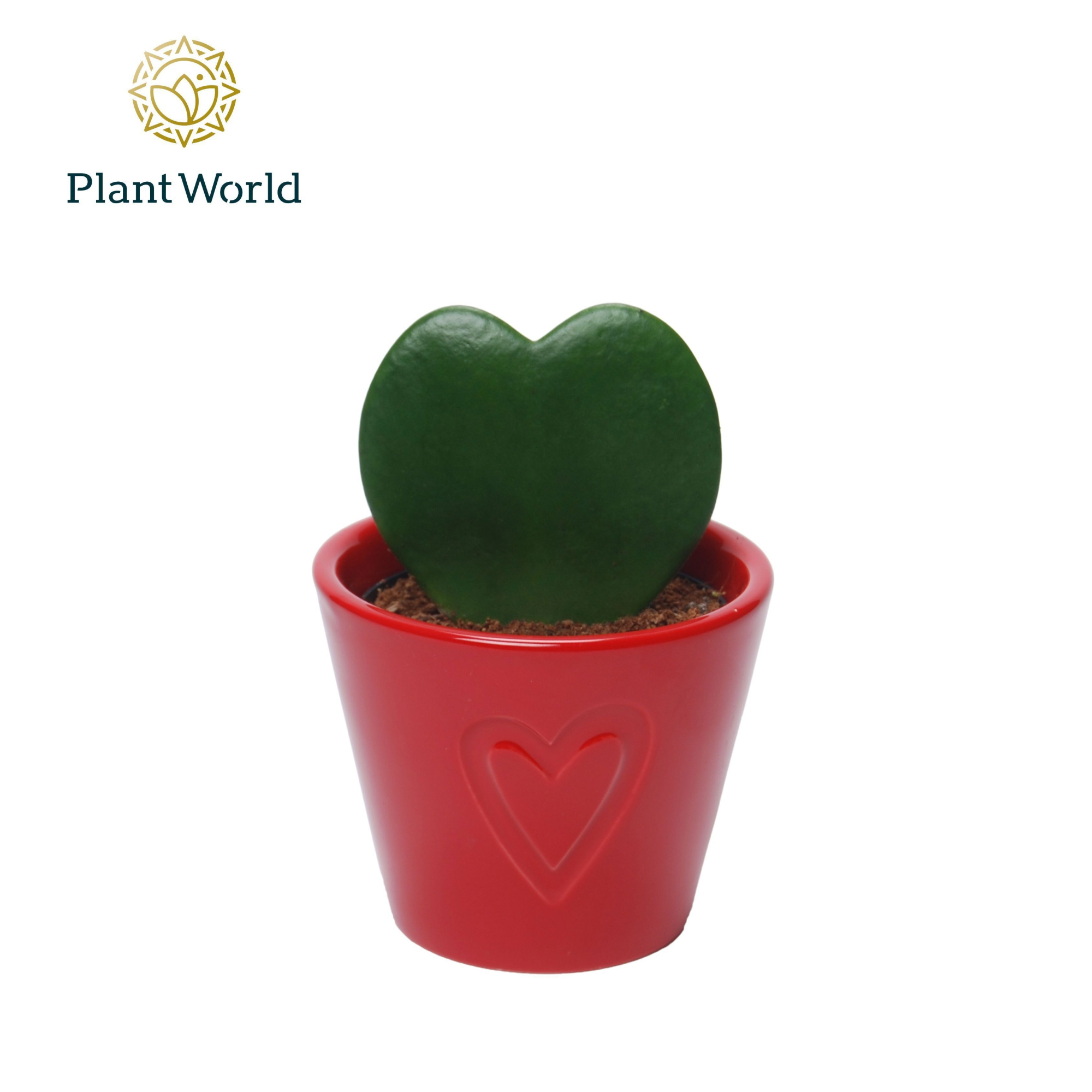 Hoya kerrii met keramiek Boston Rood, D 7