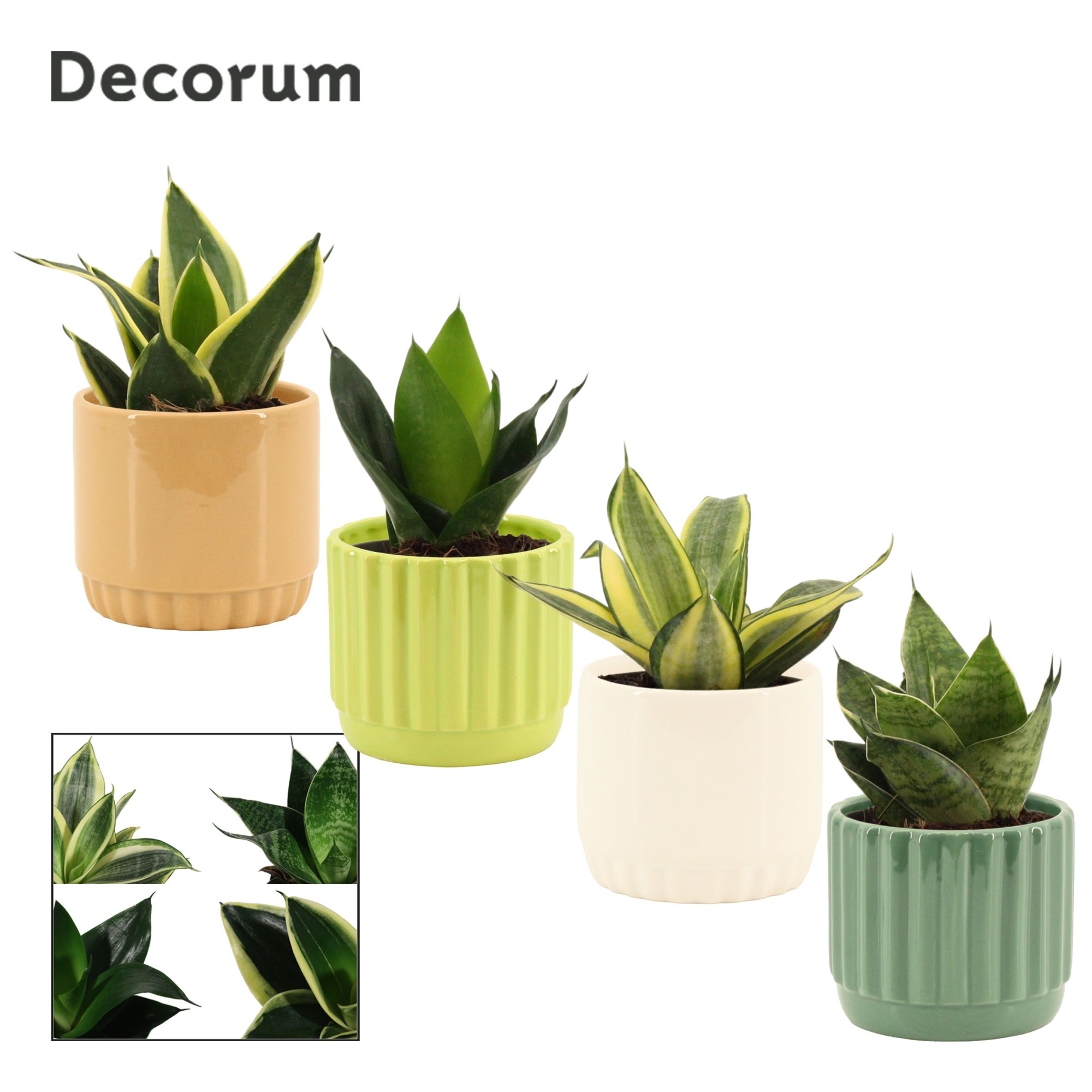 Sansevieria Hahnii 9 cm Mix in Liam (Natural bubble-collection), D 9