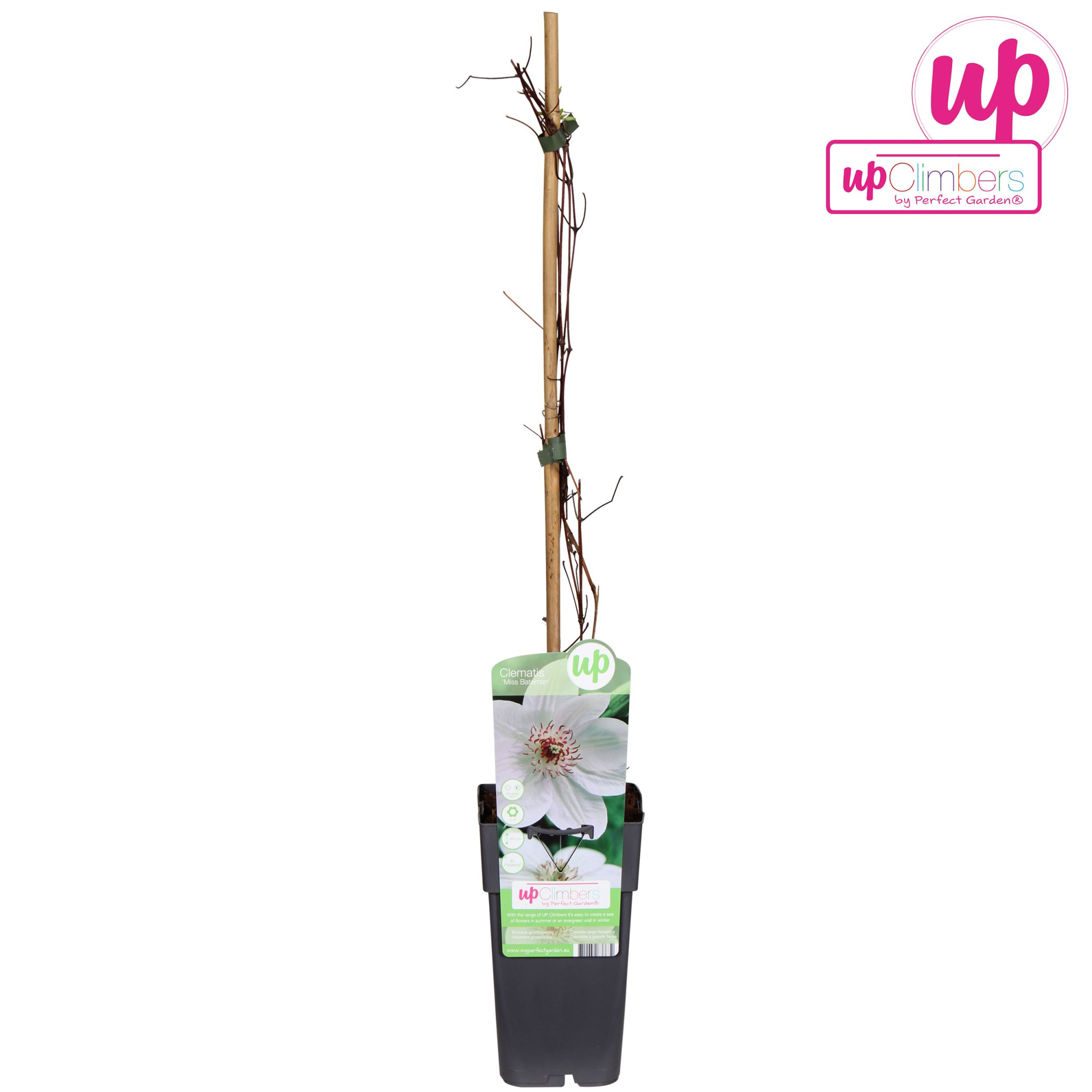 Clematis Miss Bateman P15, D 15