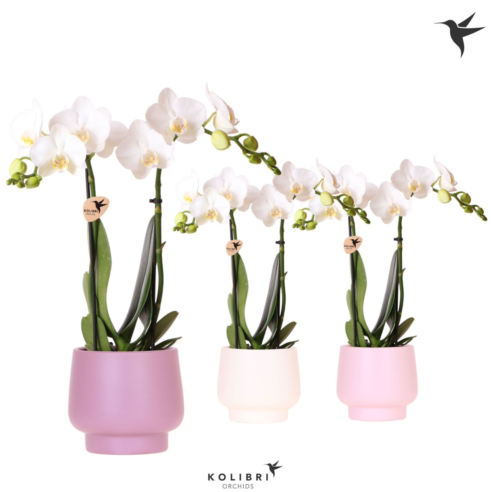 Kolibri Orchids Phalaenopsis white 2 spike in Scandic pot mix, D 9