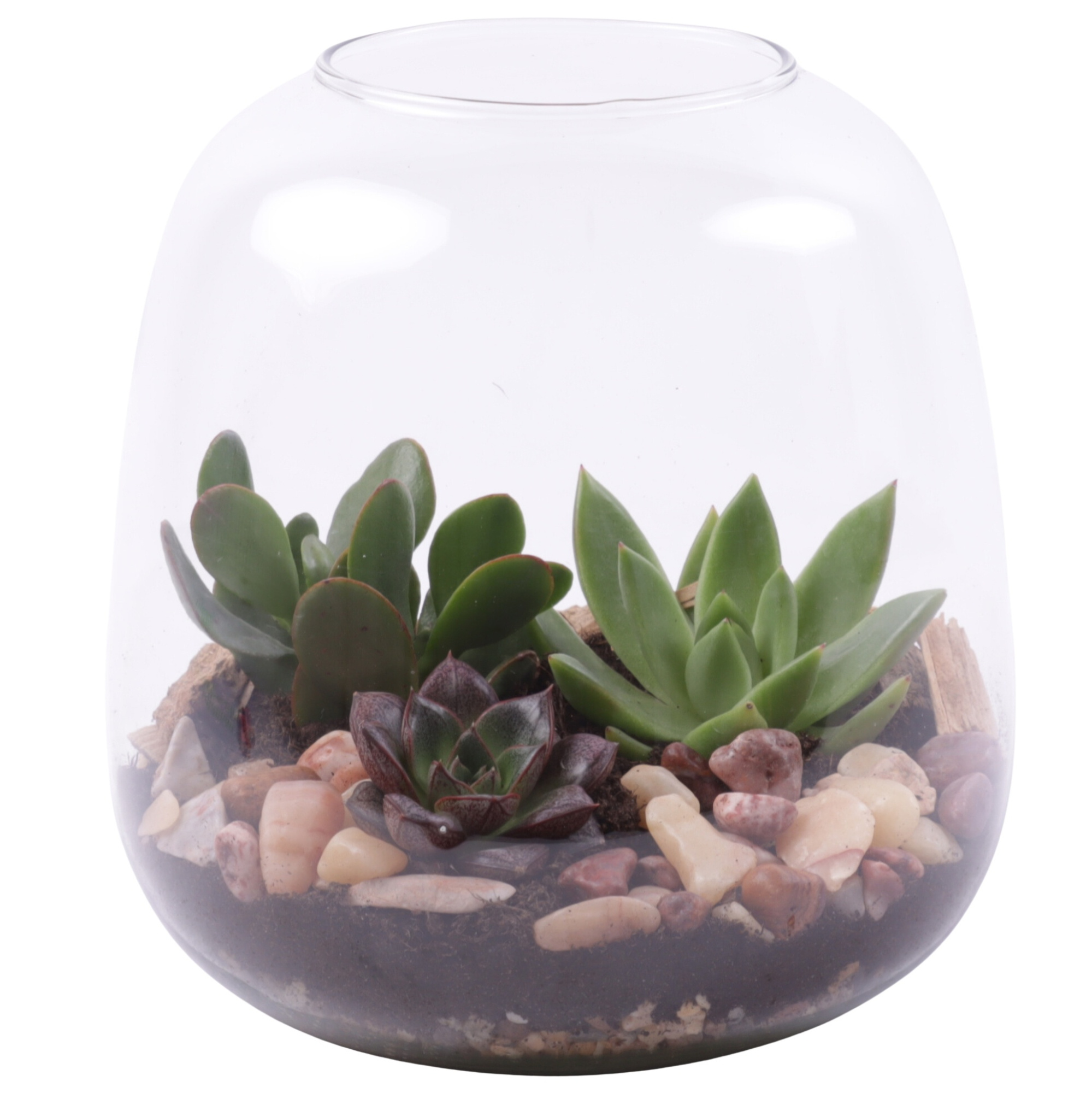 Yearround Arr. Succulent Glass Vase Terrarium Round Ø19cm 3PP, D 19