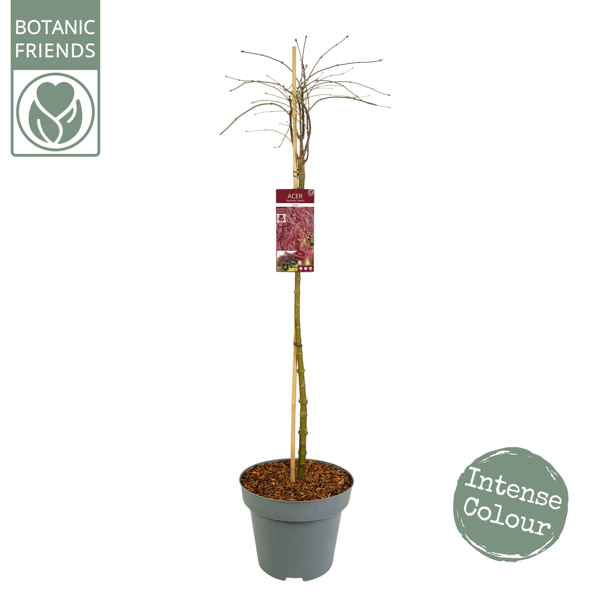Acer palm. 'Garnet' C14 halfstam, D 30