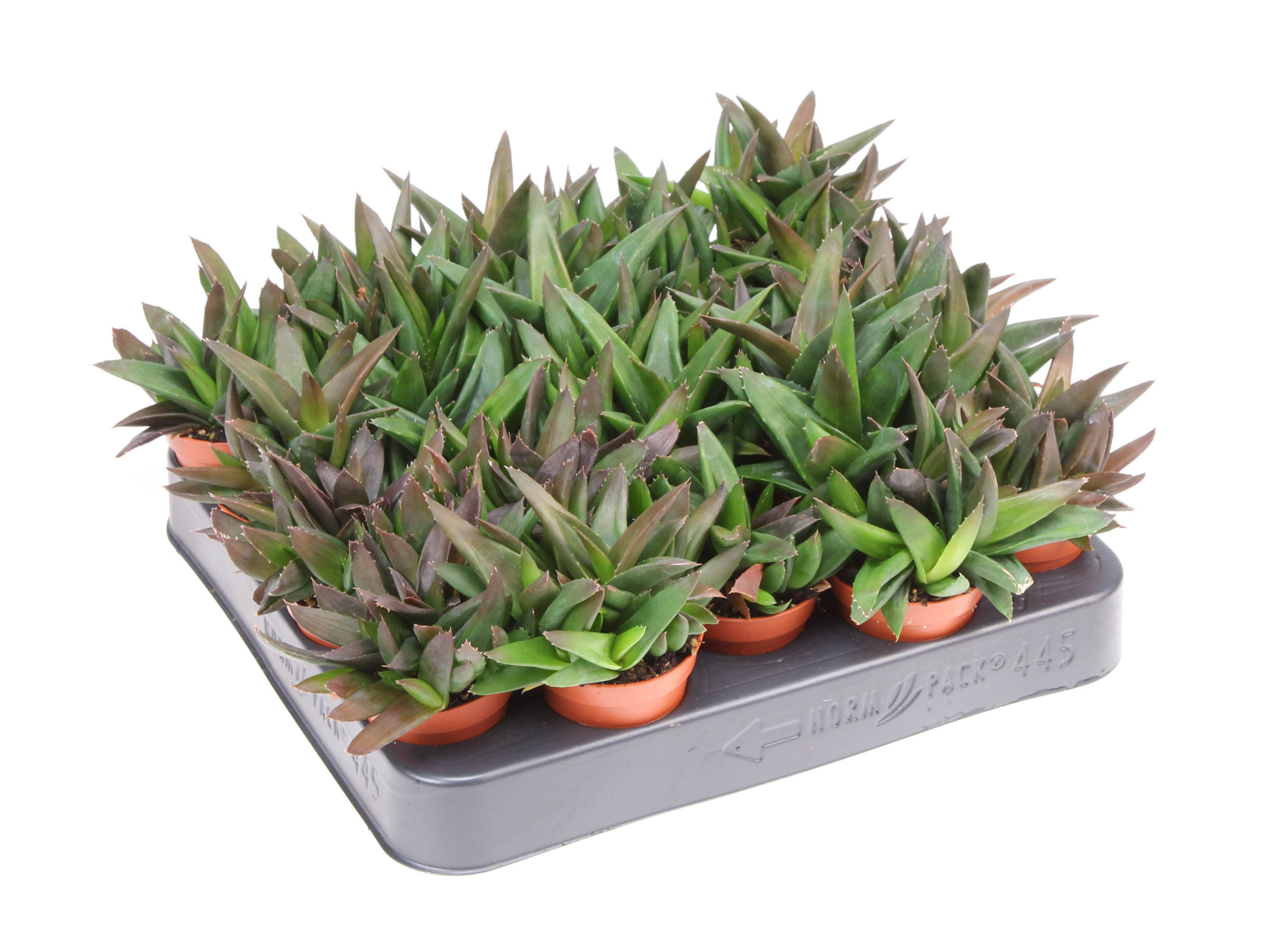 Haworthia pentagona, D 5,5