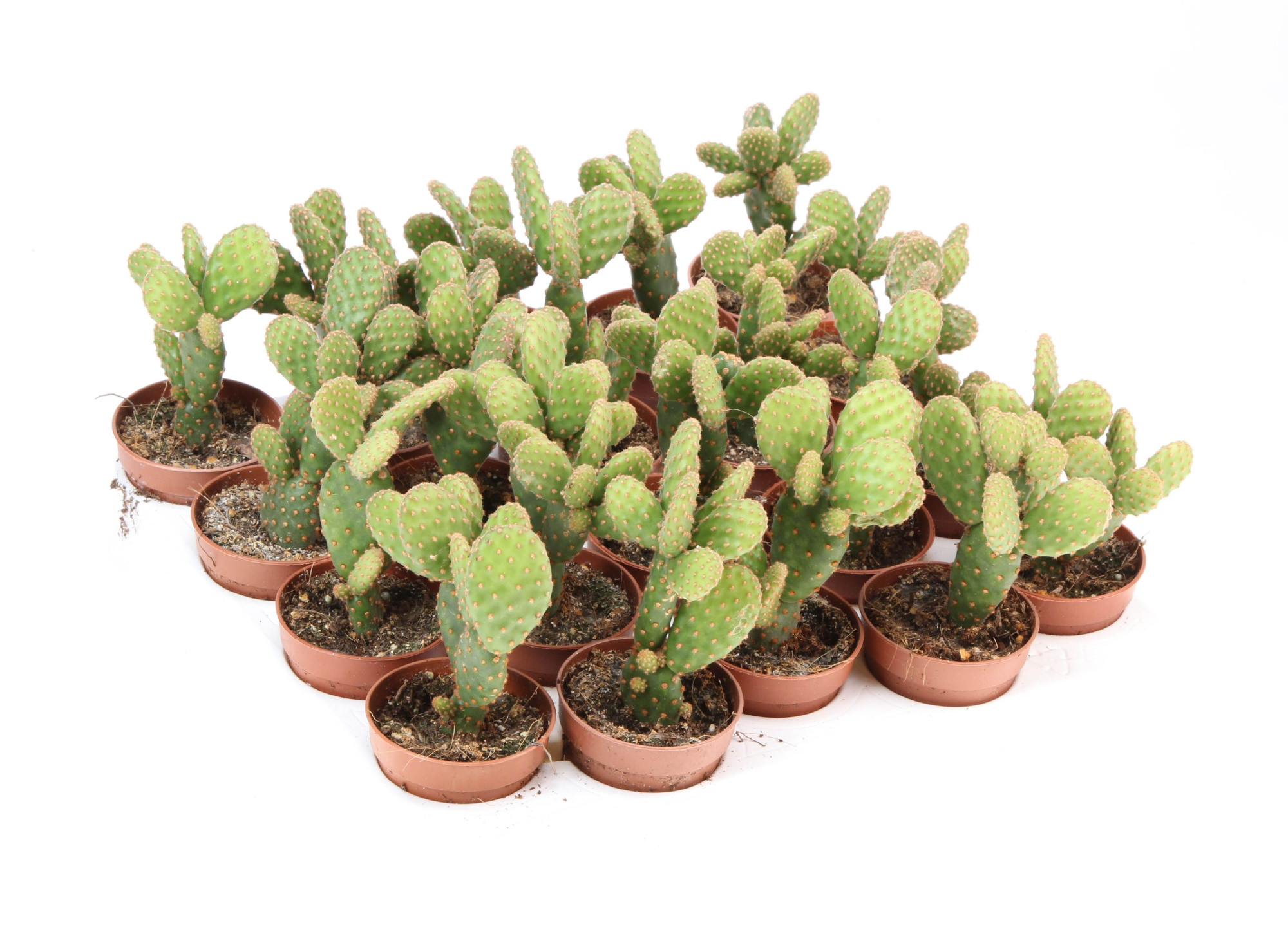 Opuntia Minor, D 5,5