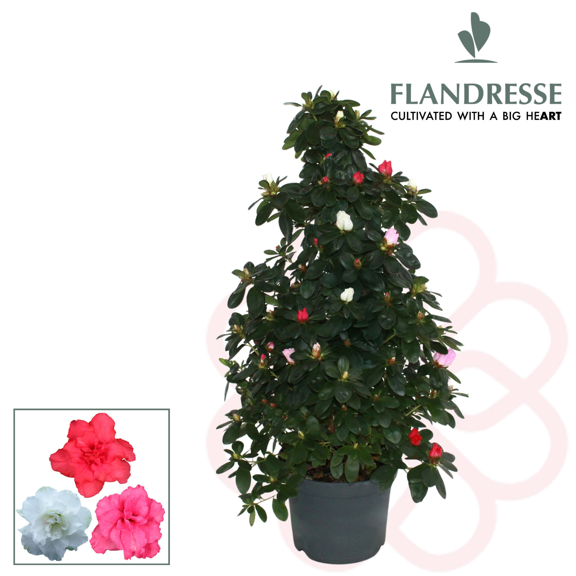 Azalea Flandresse® piramide 'carnaval' 65 cm, D 17