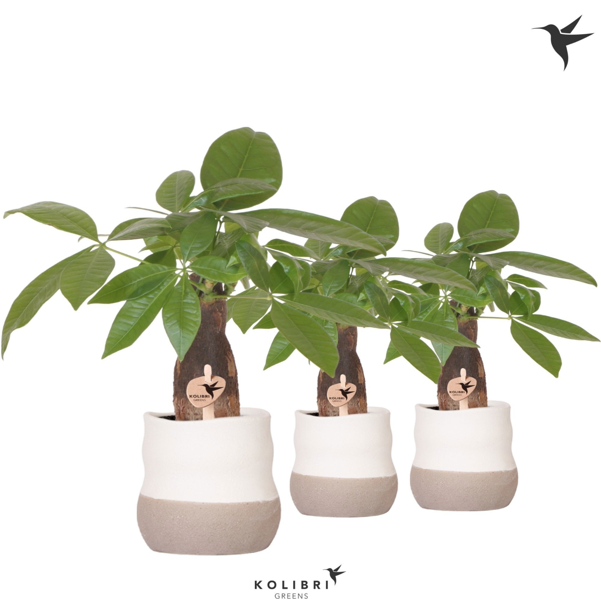 Kolibri Greens Pachira in Imperfect Bag pot, D 9