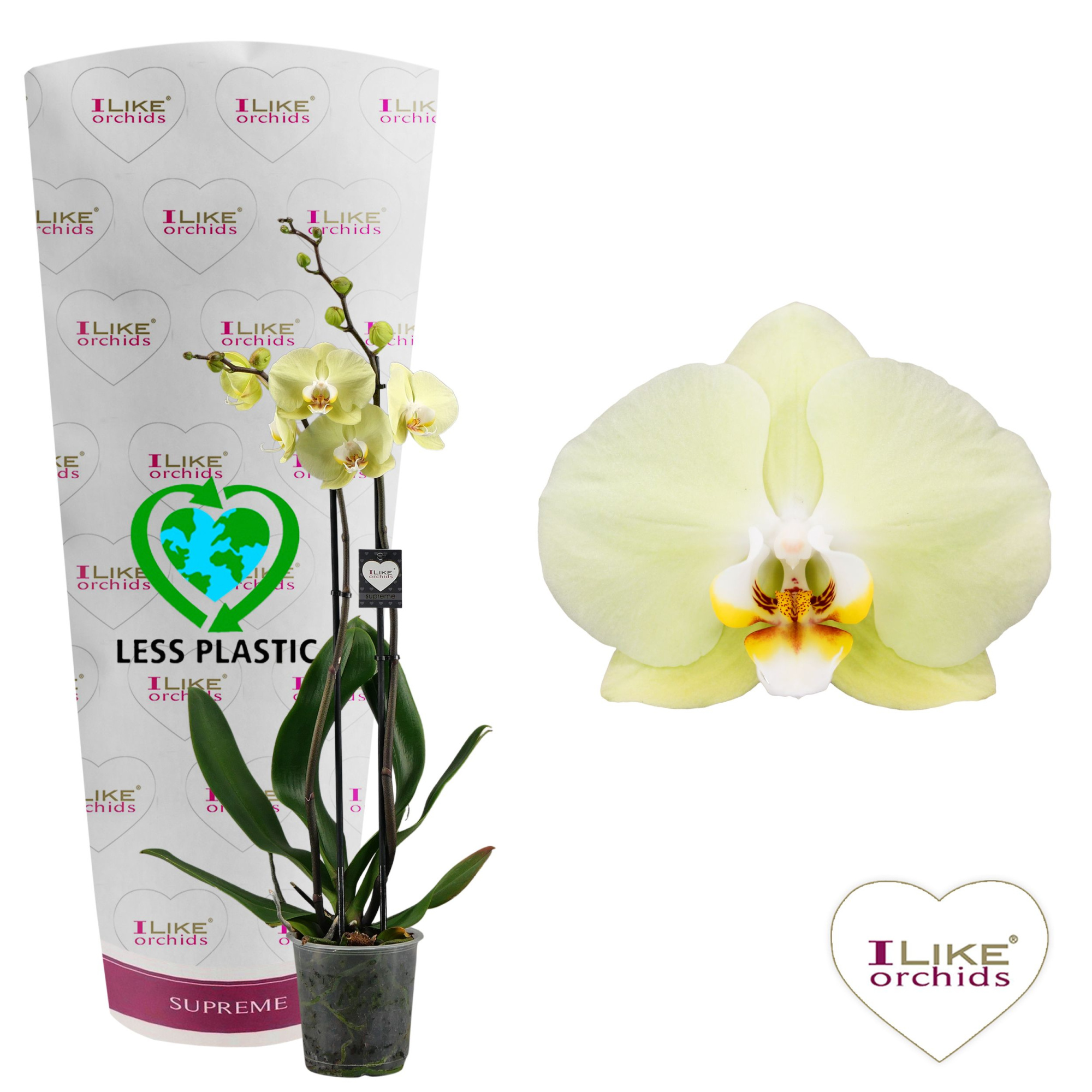 Phalaenopsis Golden Coin - 2 tak 80cm (Less Plastic), D 12
