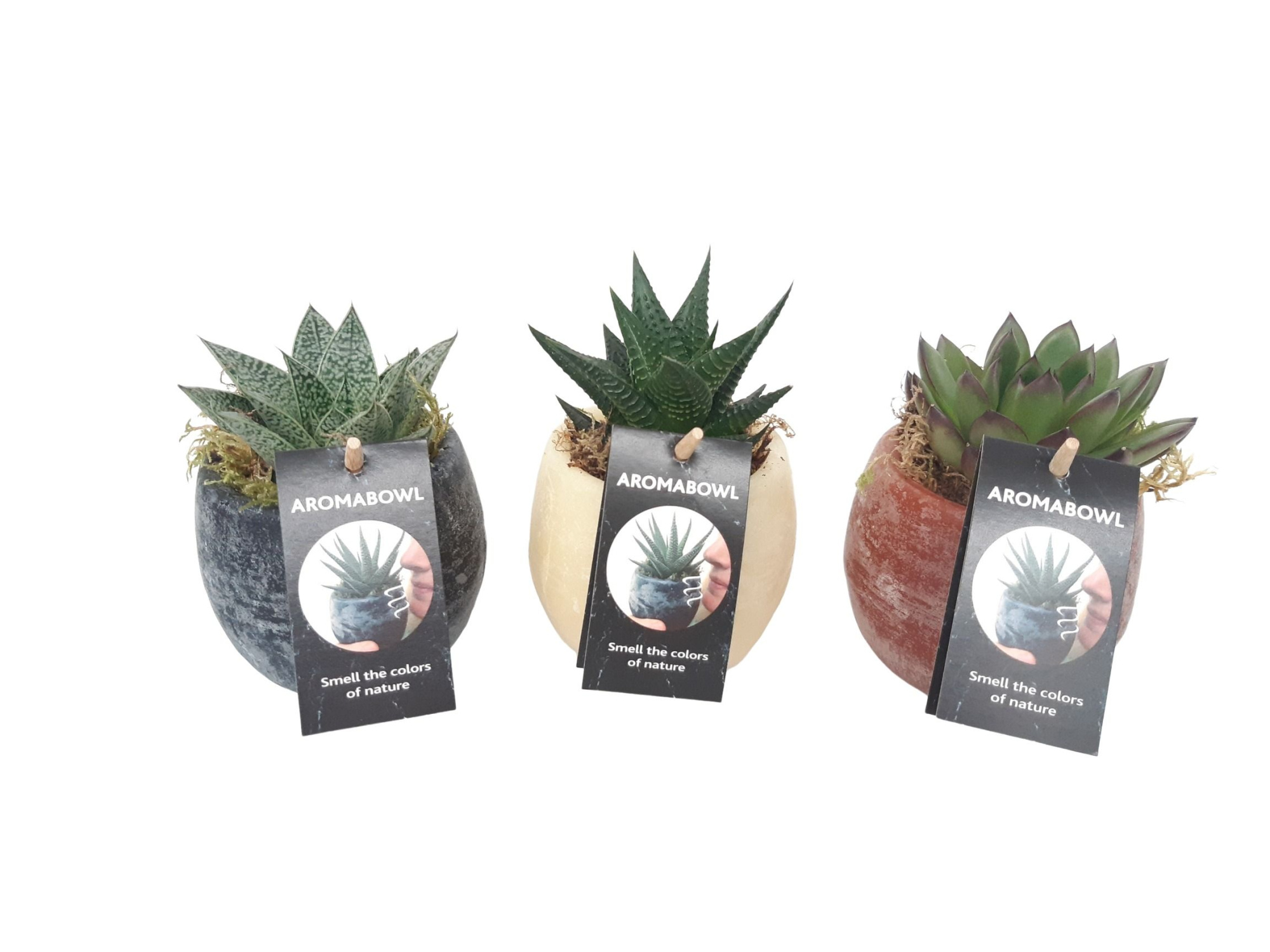 AB9SUC Aroma Bowl 9cm succulentmix Musk, Amber, Cinnamon, D 9