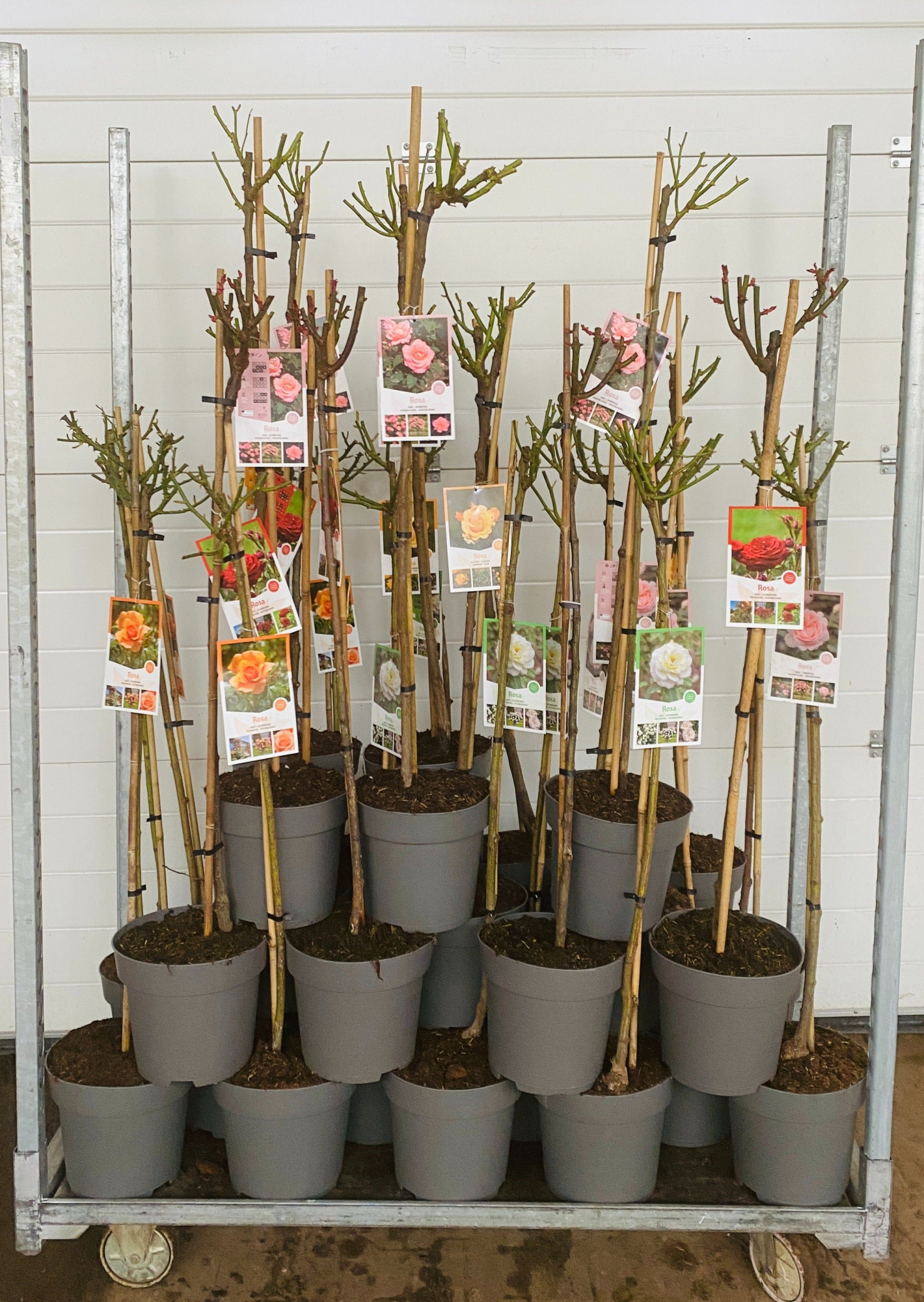 Rosa op stam gemengd, D 26