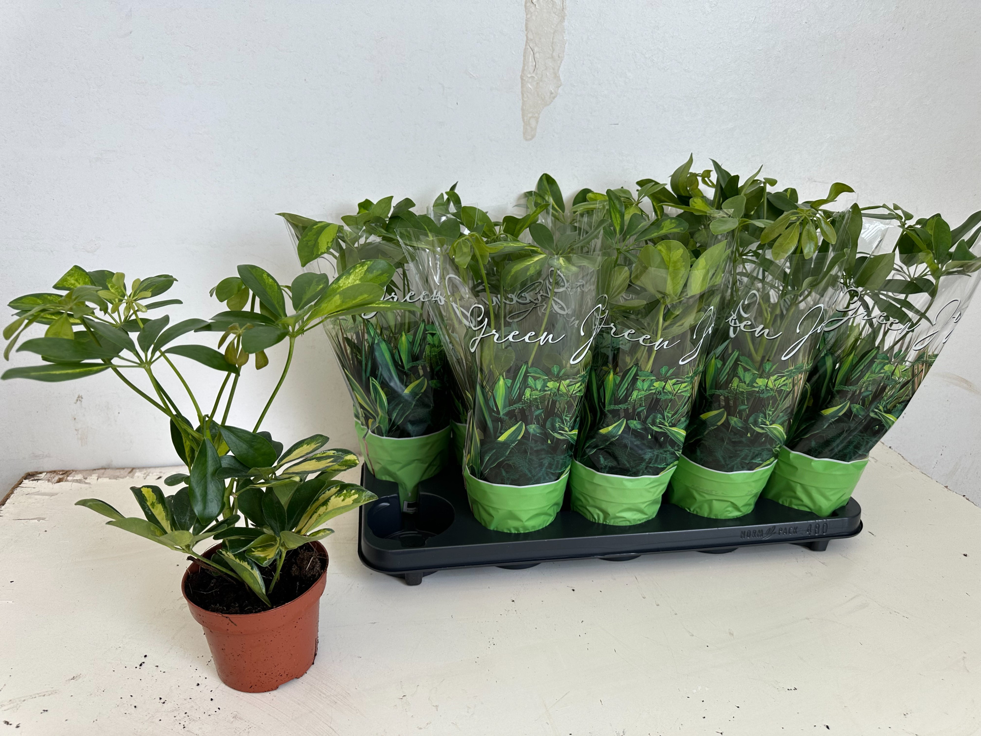 Schefflera Bont, D 12