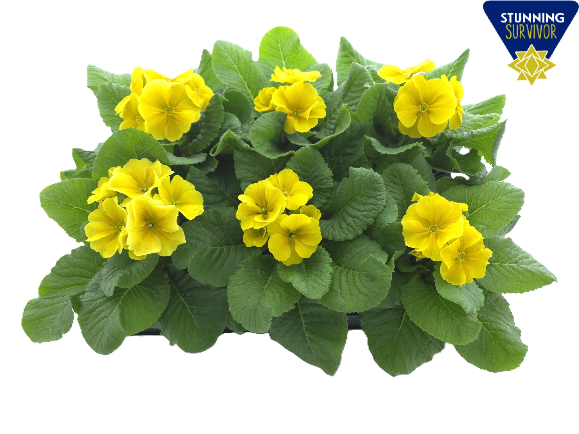 Primula elatior Perola yellow P12, D 12