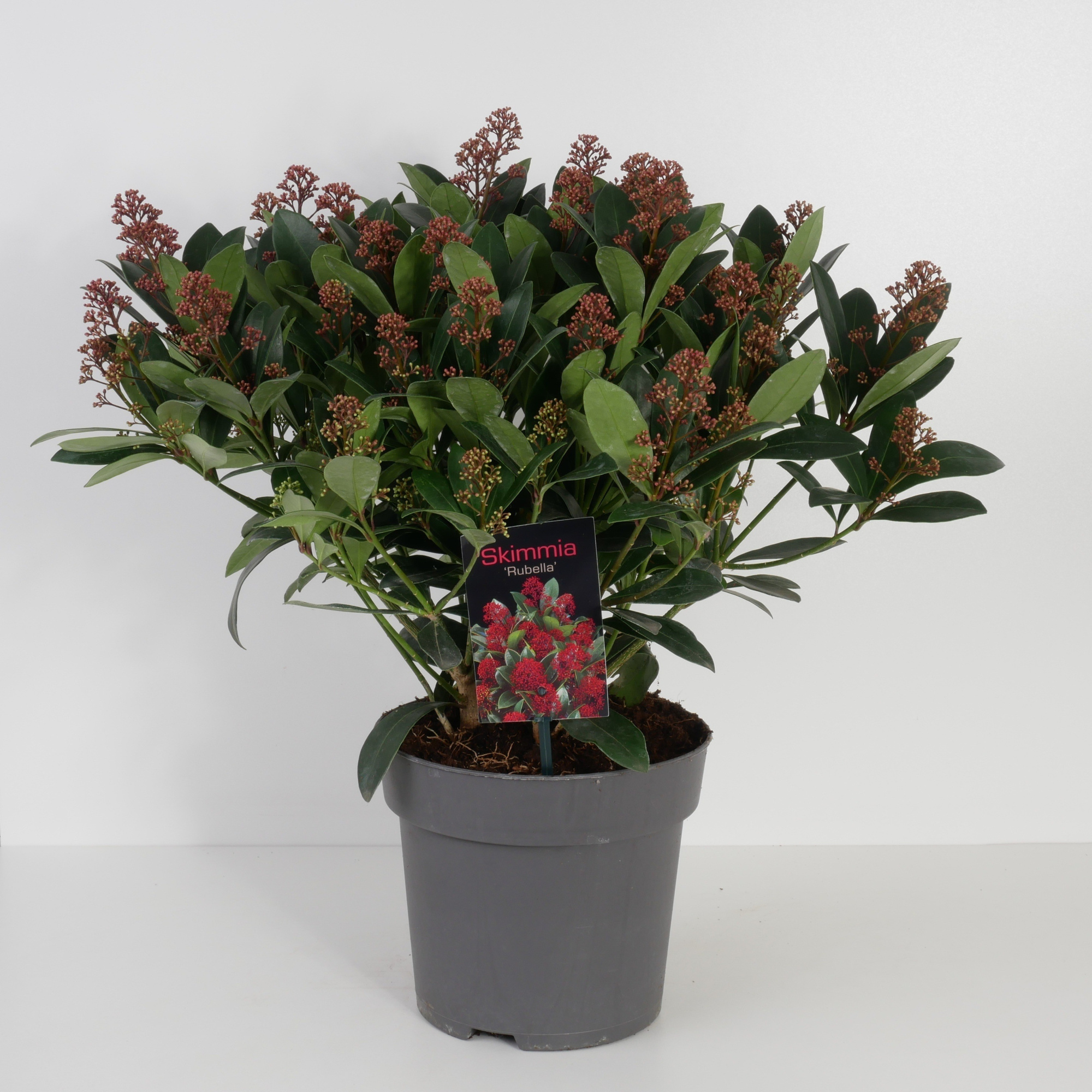 Skimmia jap. 'Rubella' P19 30/+ Bloemen, D 19