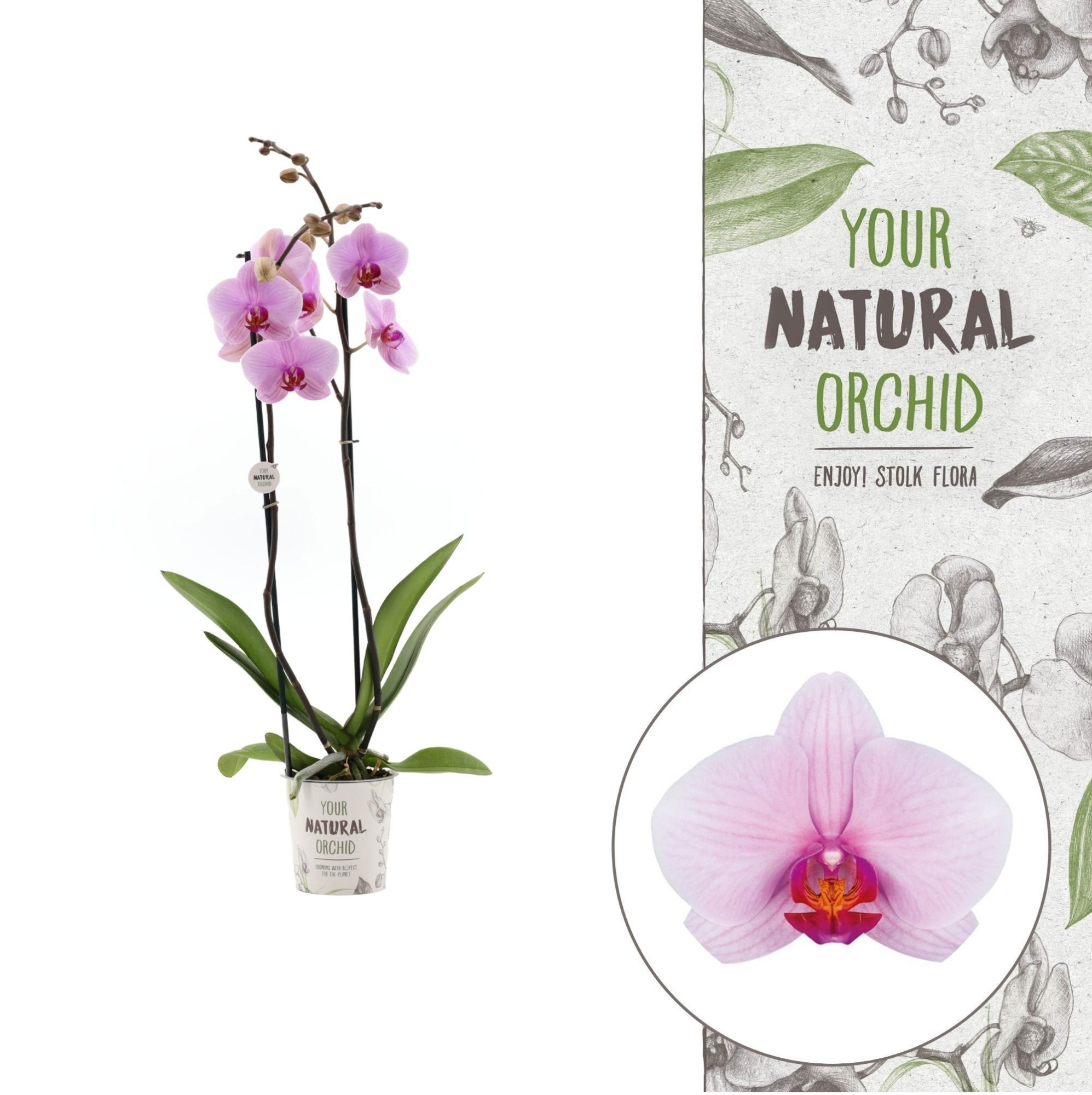 Limited | Washington 2 spike | Your Natural Orchid, D 12