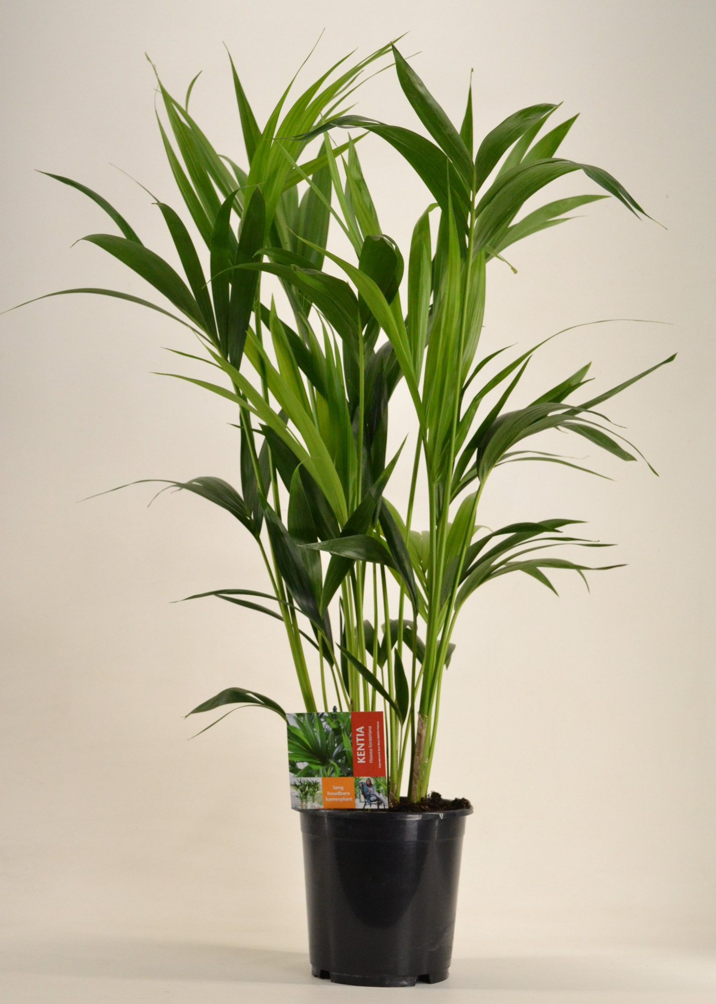 KENTIA - P21 H100 - 6PP (Howea forsteriana), D 21