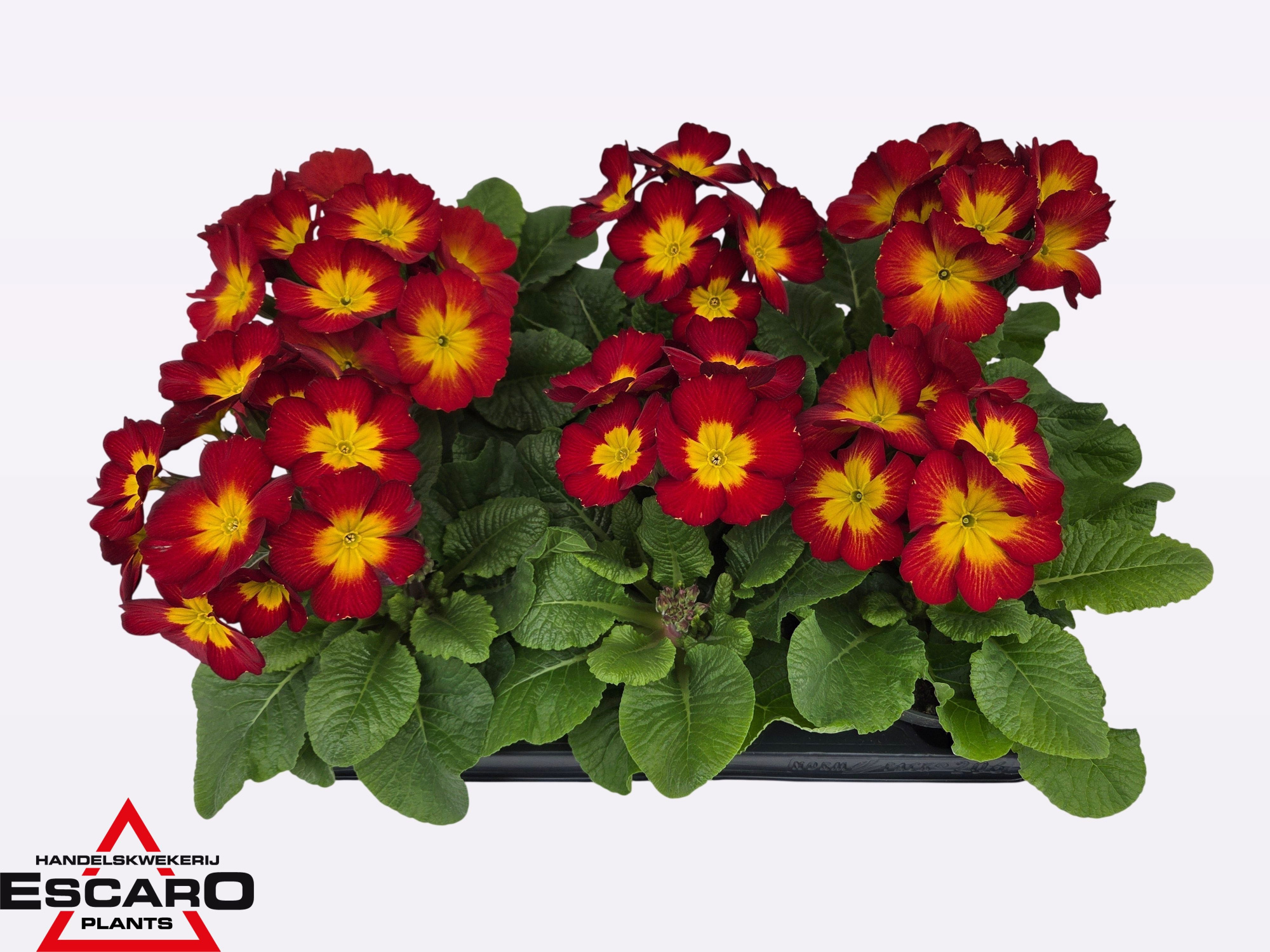 Primula elatior Perola yellow red bicolor P12, D 12