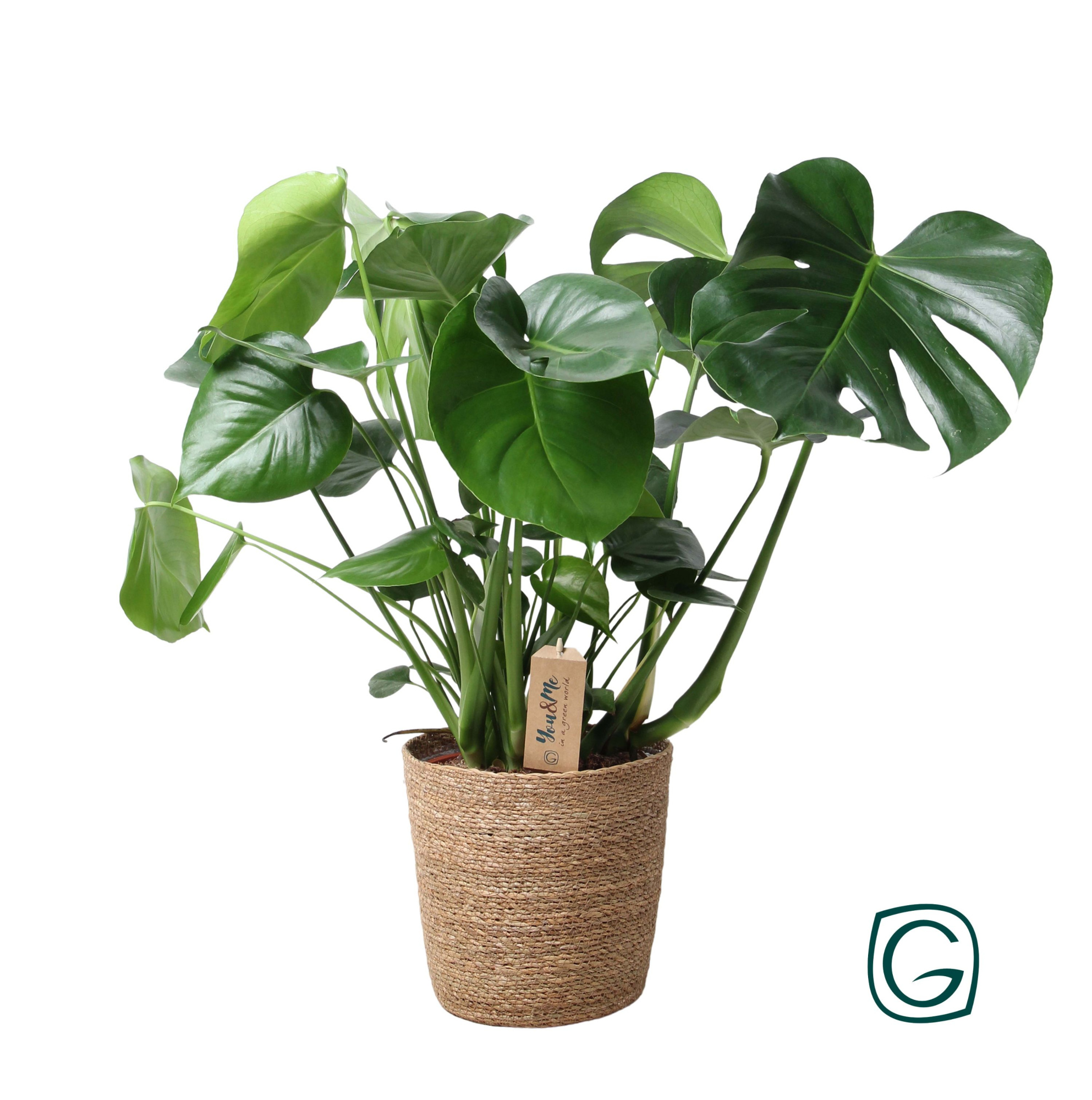 Monstera in natural basket, D 21