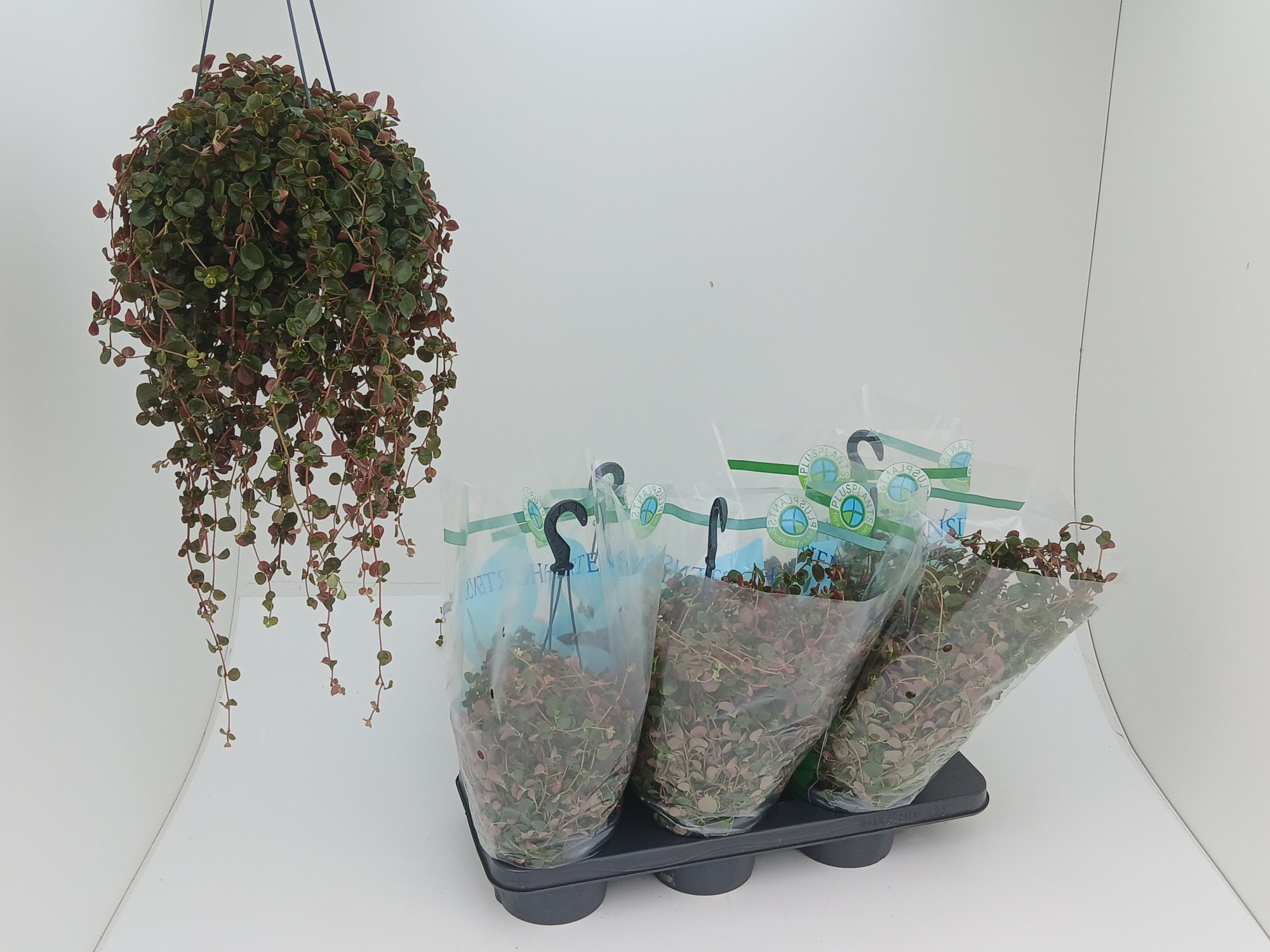 Pilea Depressa, D 14