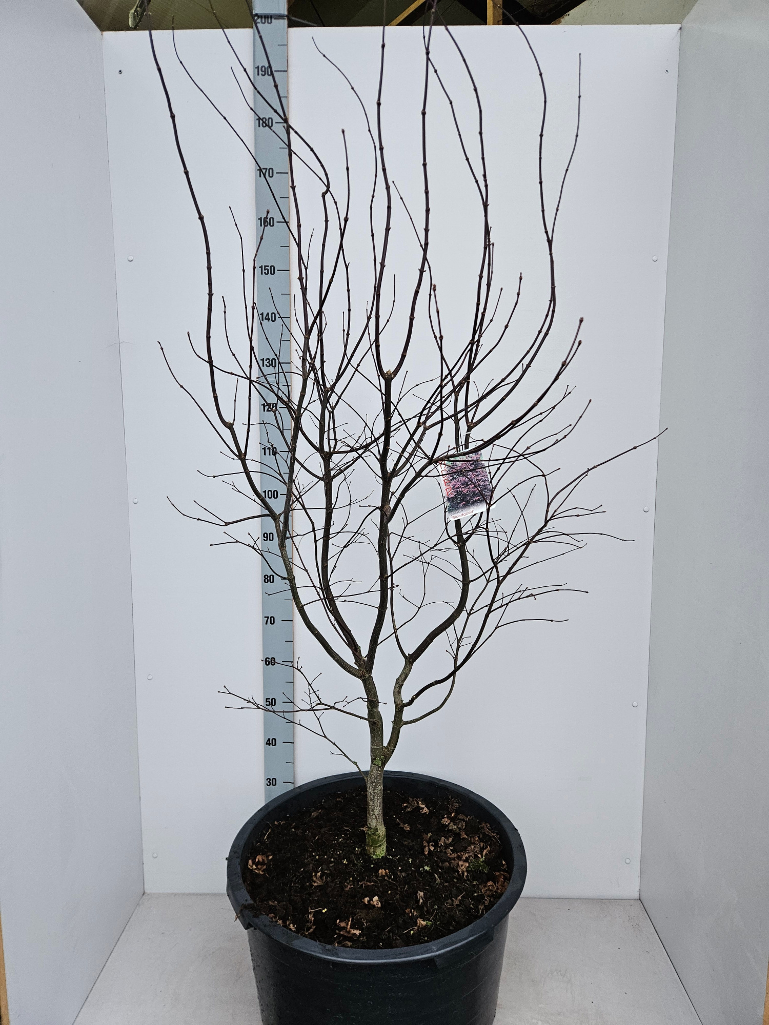 Acer palmatum 'Bloodgood', D 59