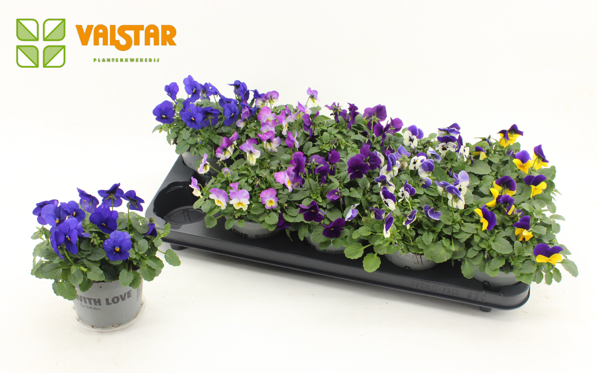 VIOLA CORNUTA DELTINI gemengd per tray, D 12