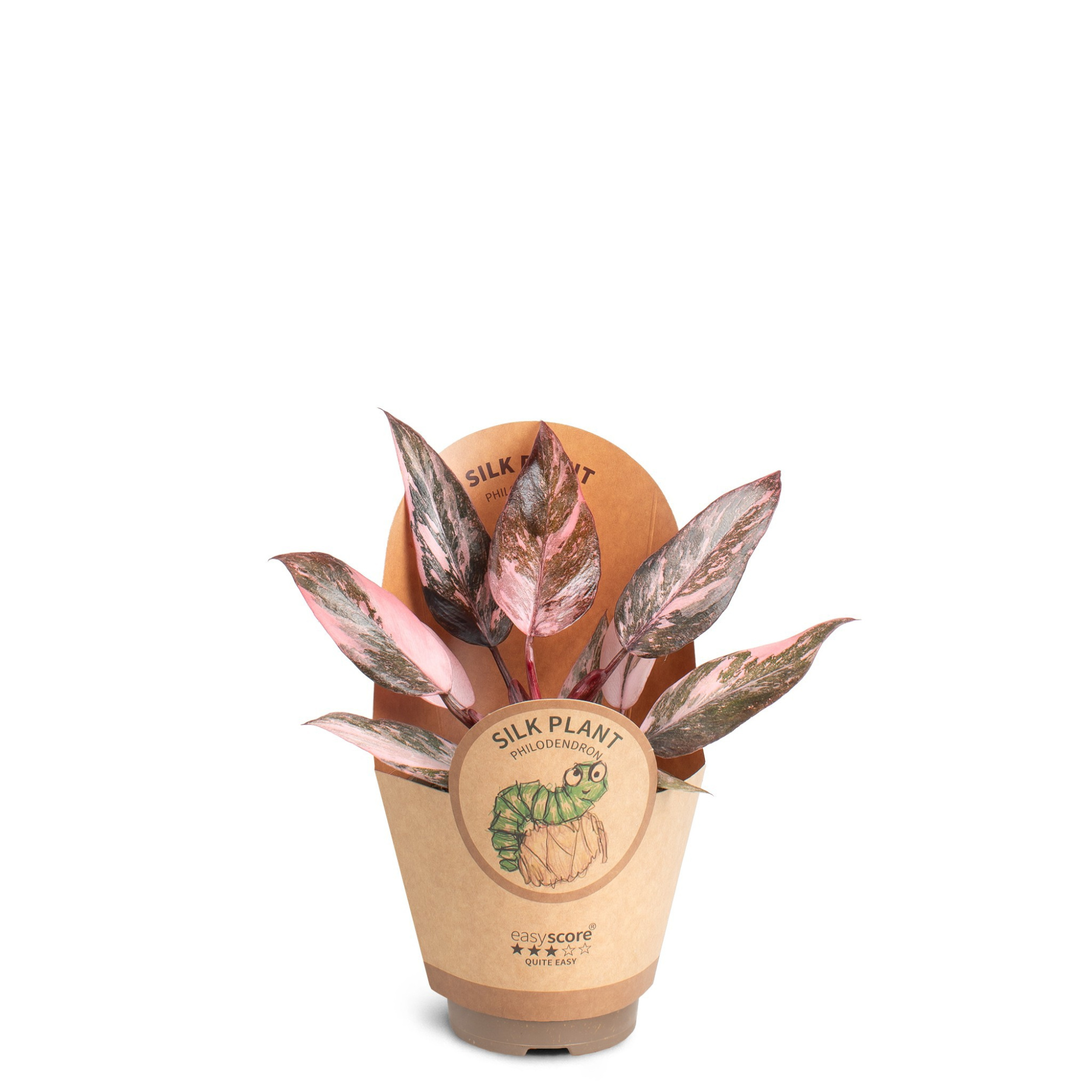 Philodendron ´Pink Marble´, D 9