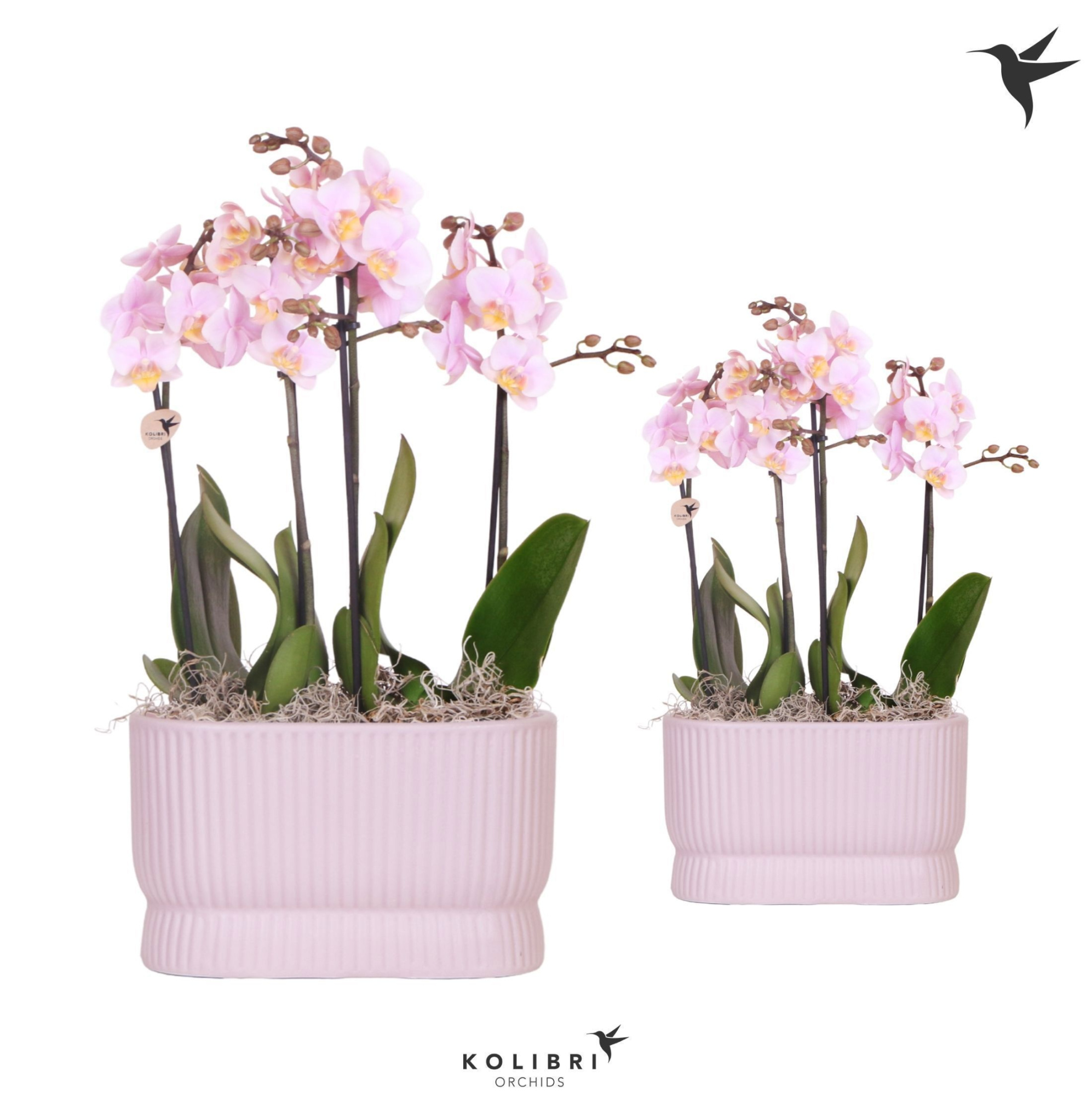 Kolibri Orchids Phalaenopsis Pink 4 spike in Diabolo twin pink, D 18