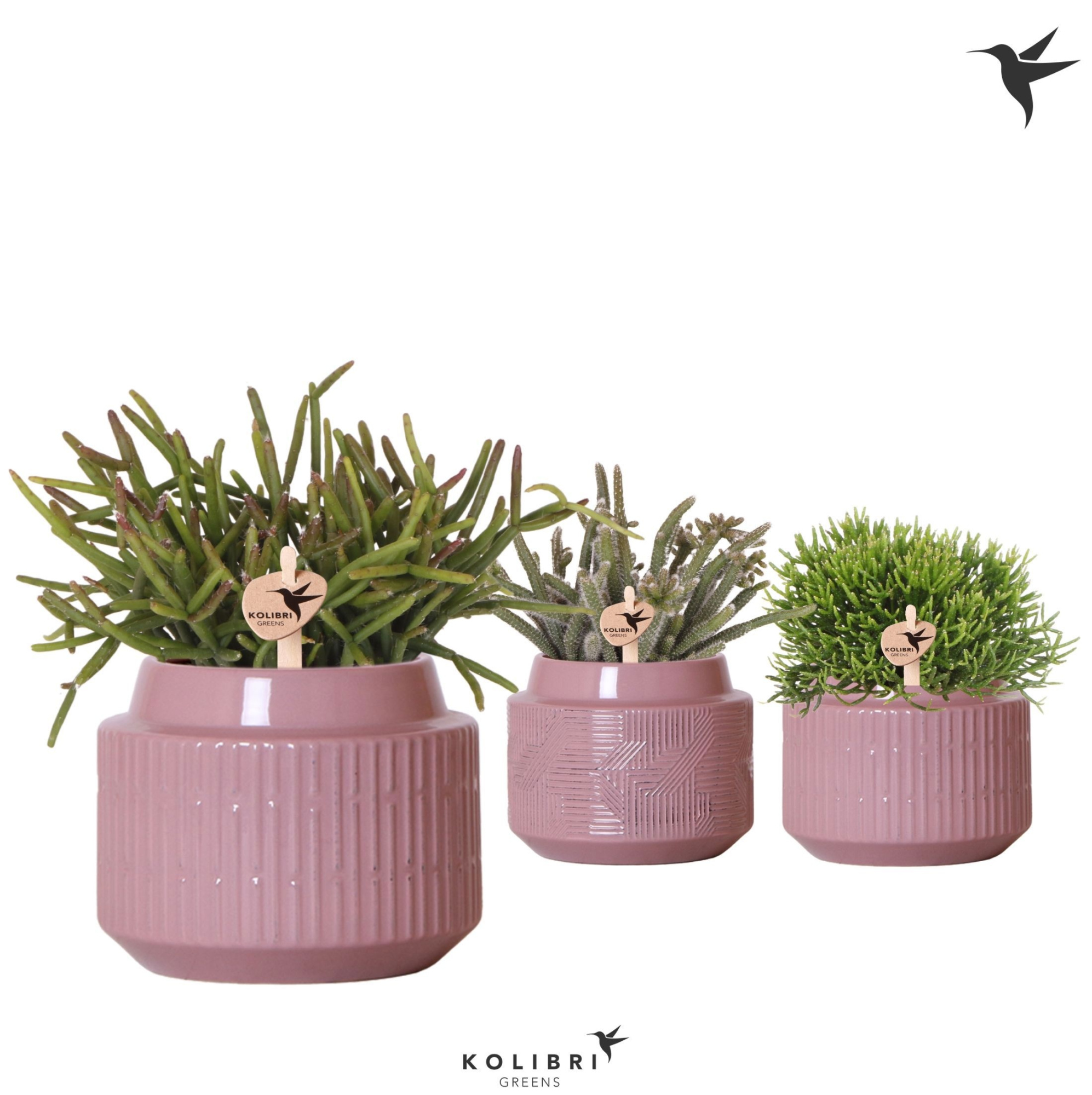 Kolibri Greens Rhipsalis mix in Maze pot purple, D 9