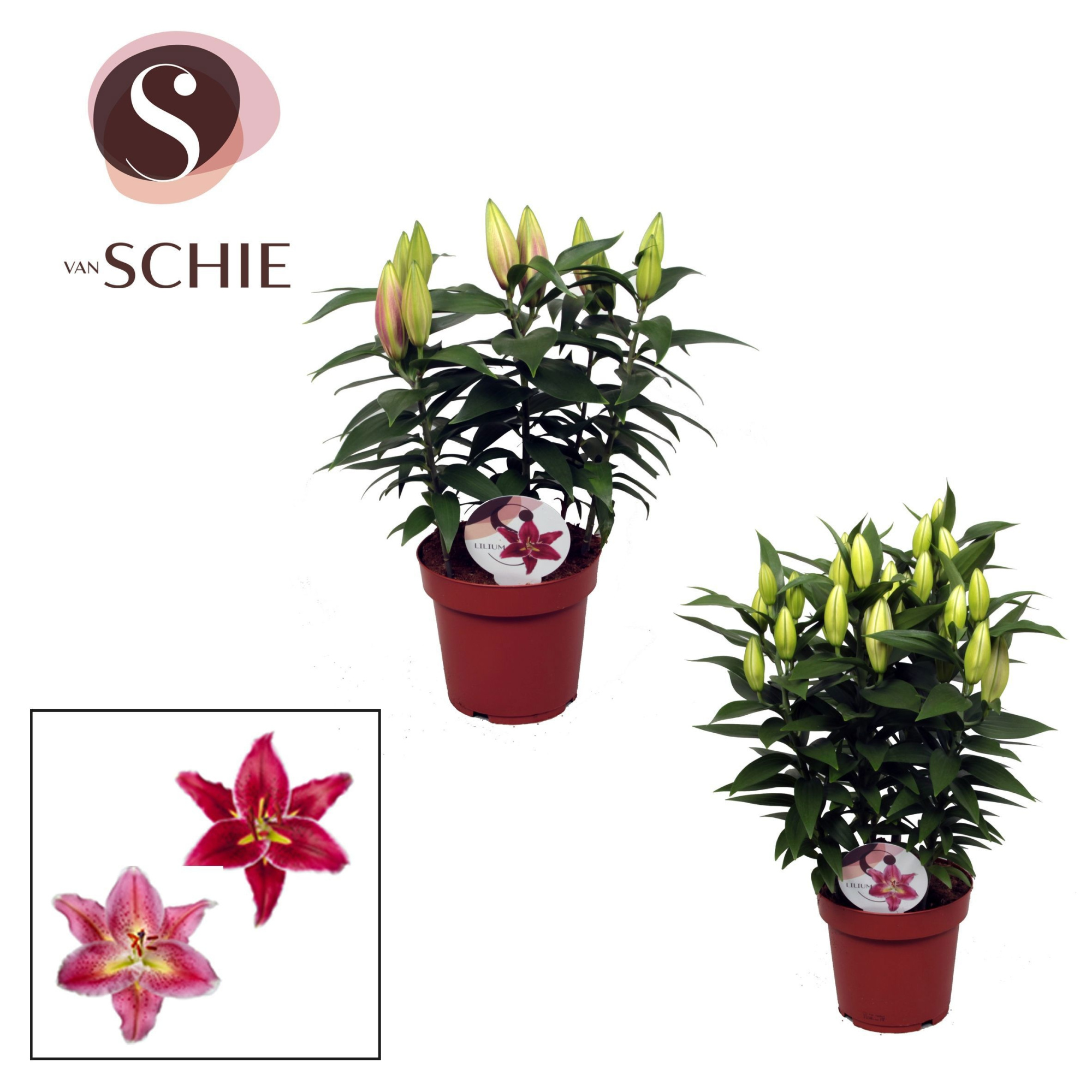 Oriental Compact Mix 19cm, D 19