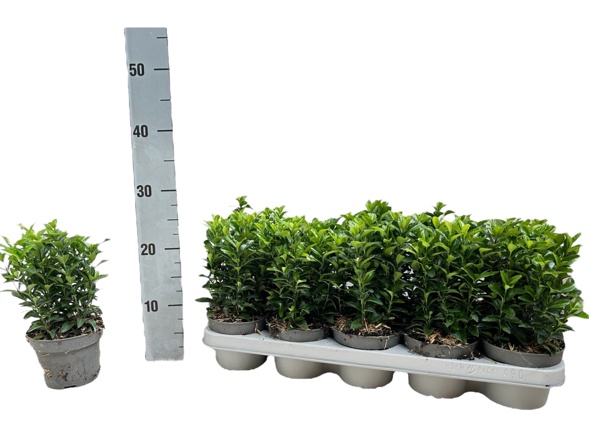 Euonymus japonicus 'Green Spire', D 12