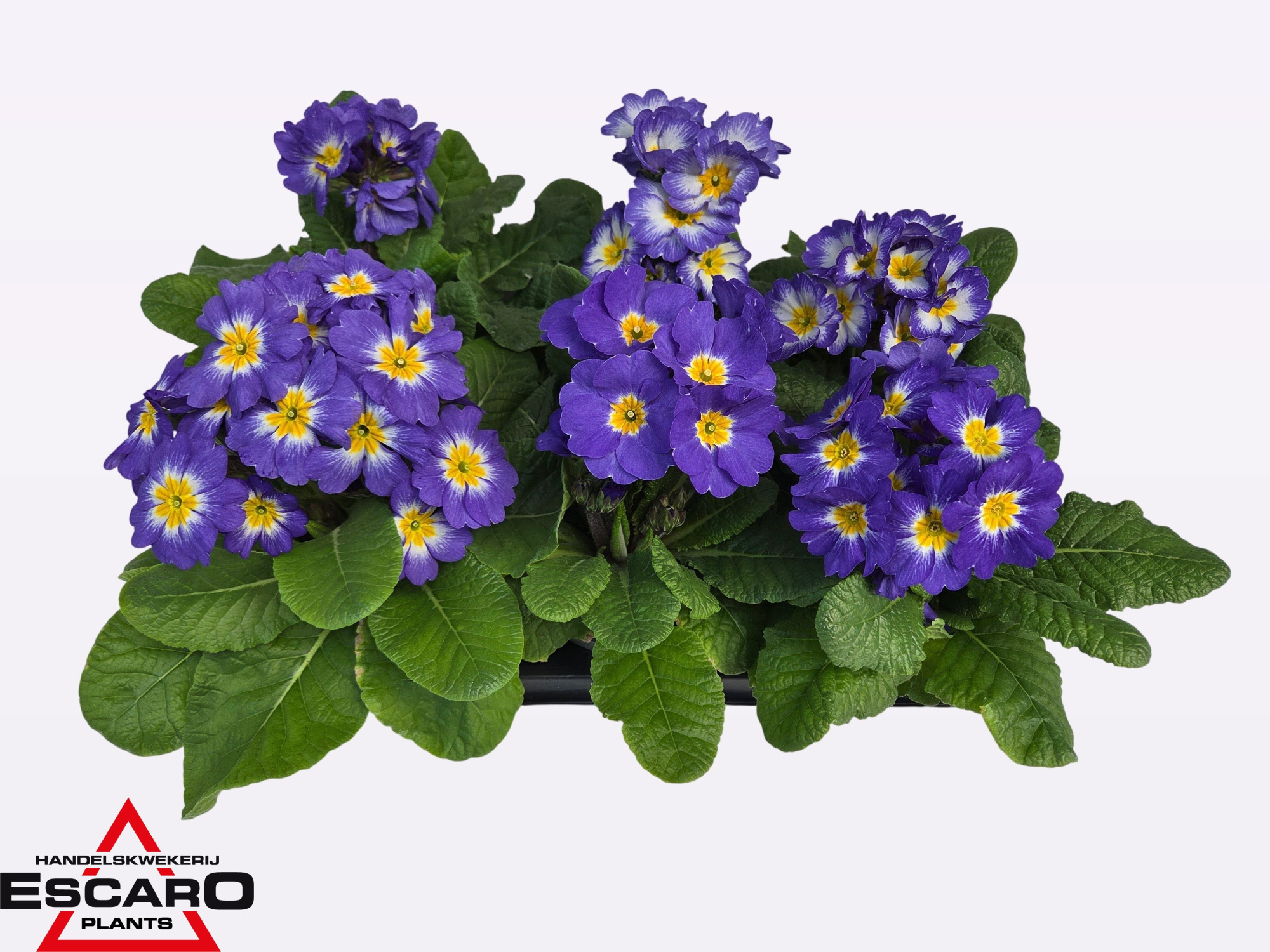 Primula elatior Sibel sky blue P12, D 12