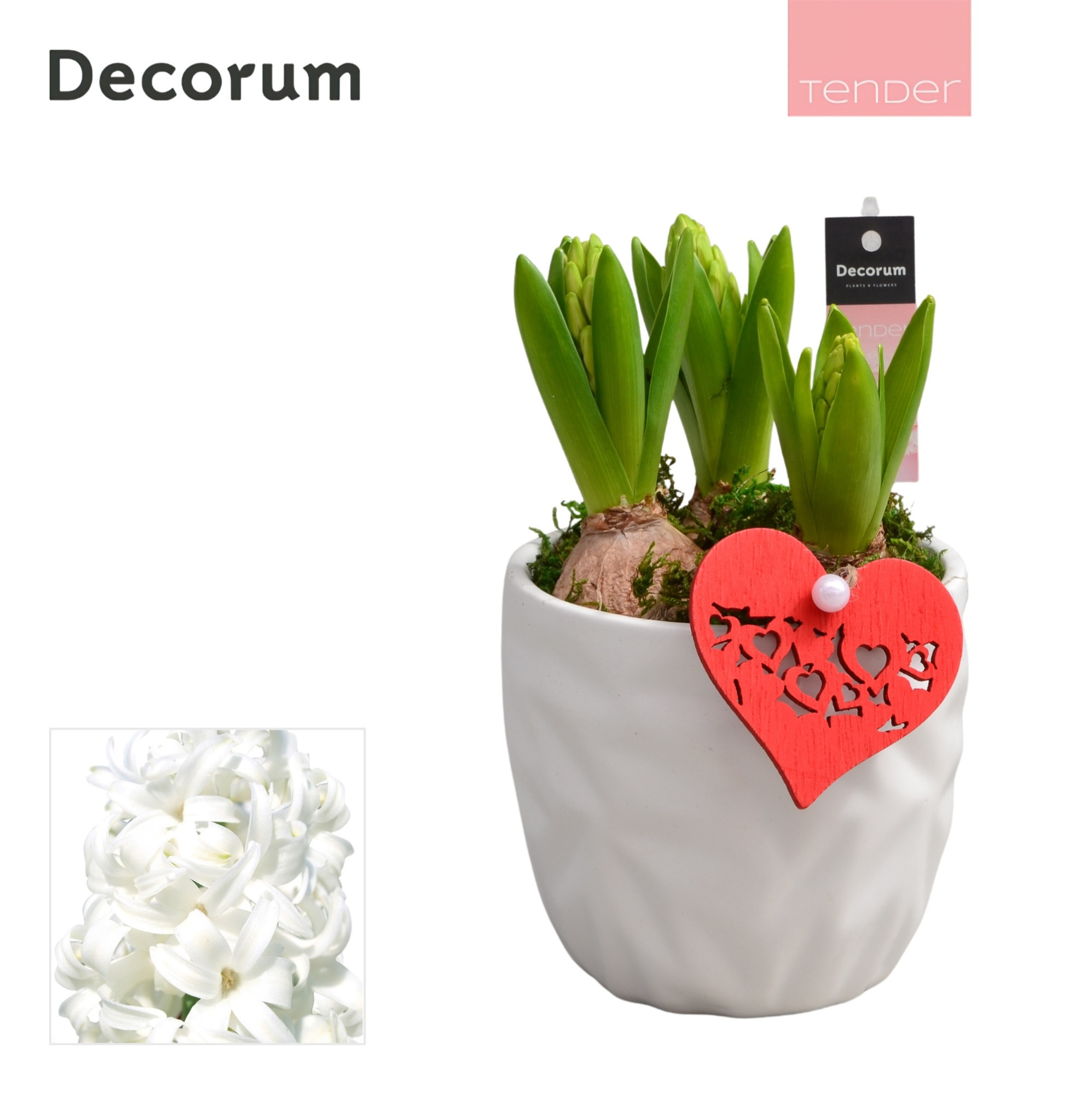 Hyacint Natural Colour HL18464WP [TENDER], D 13