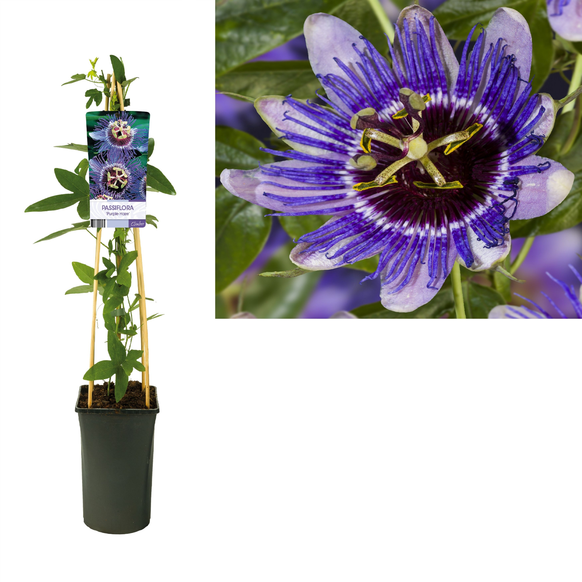 Passiflora 'Purple Haze' +light label, D 17