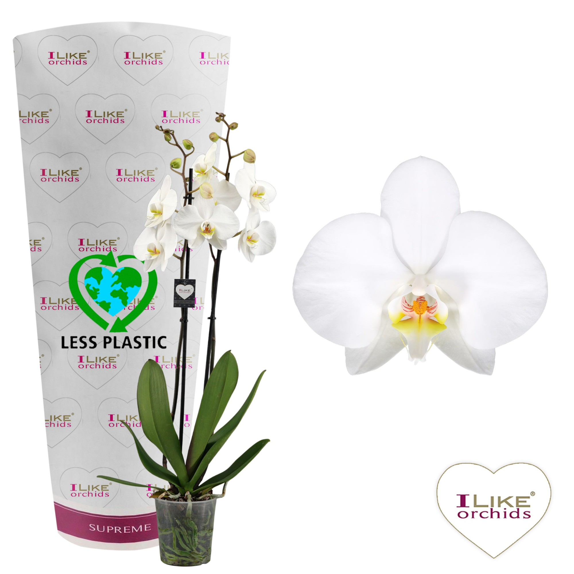 Phalaenopsis Leeds - 2 tak 70cm (Less Plastic), D 12