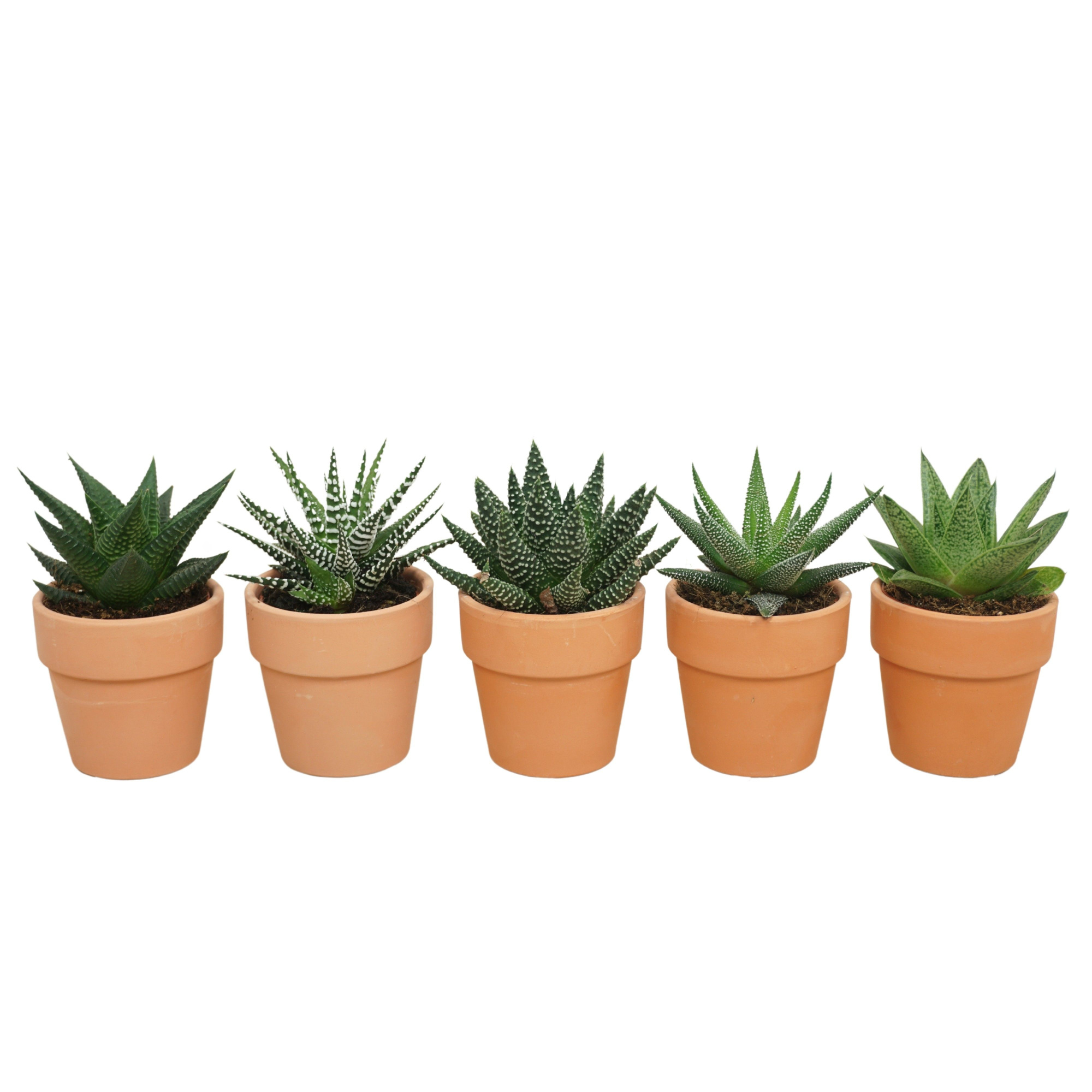 Aloë-Hawortia mix in 6 cm 'Terracotta Kraagpotje', D 5,5