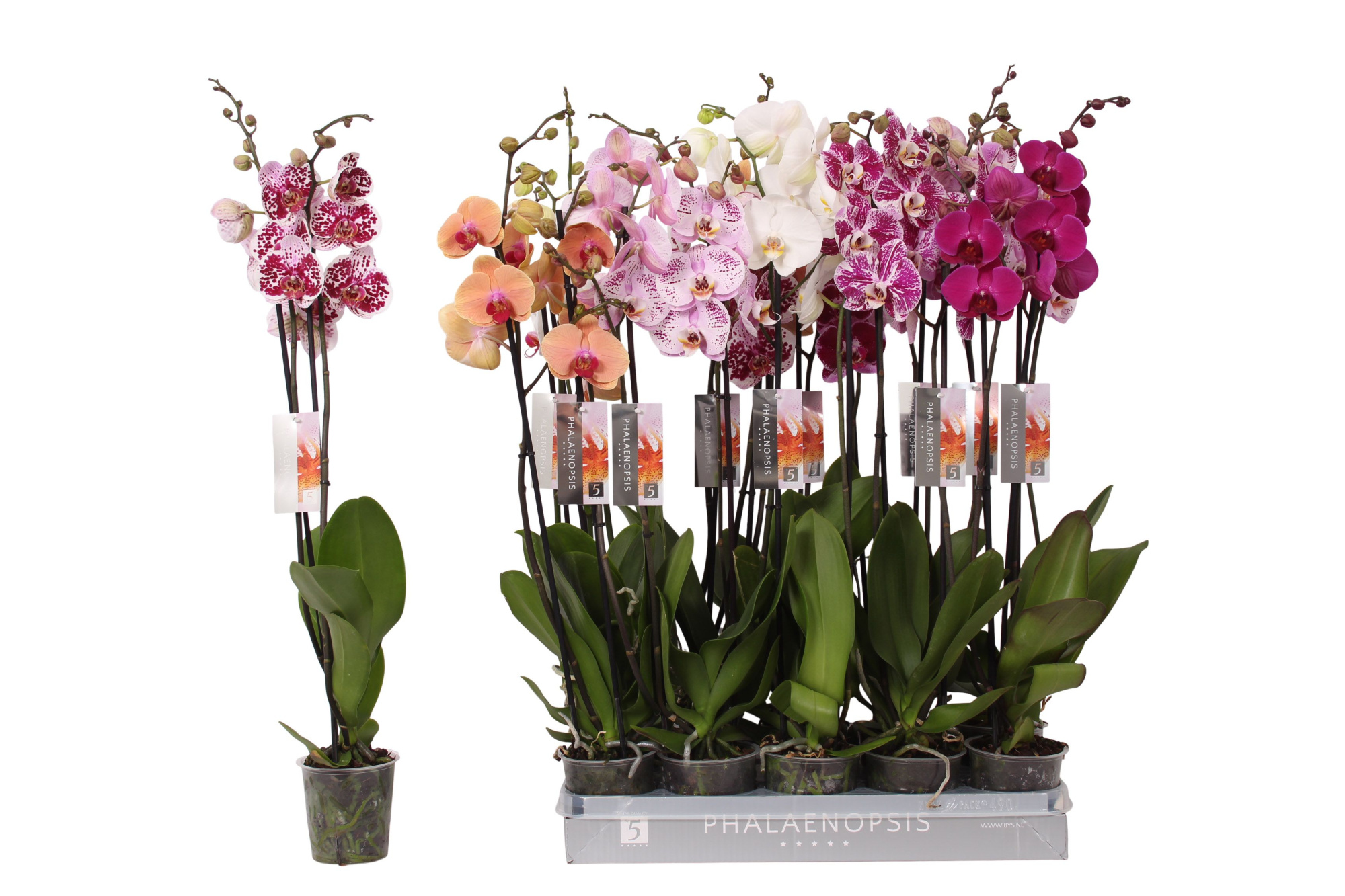 Phalaenopsis 6 color mix, 2-spike 18+, D 12