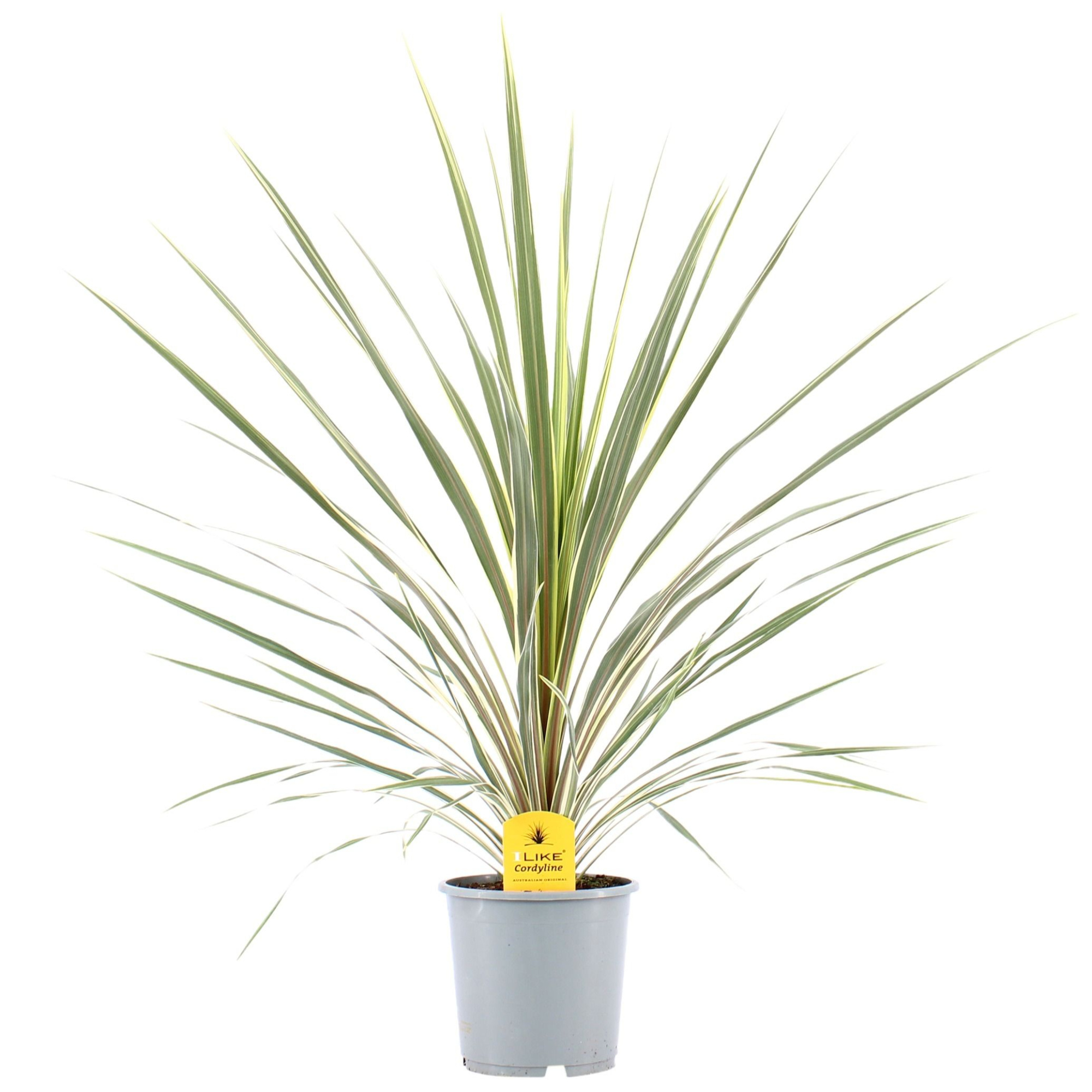 Cordyline Australis Variegata - 21cm, D 21
