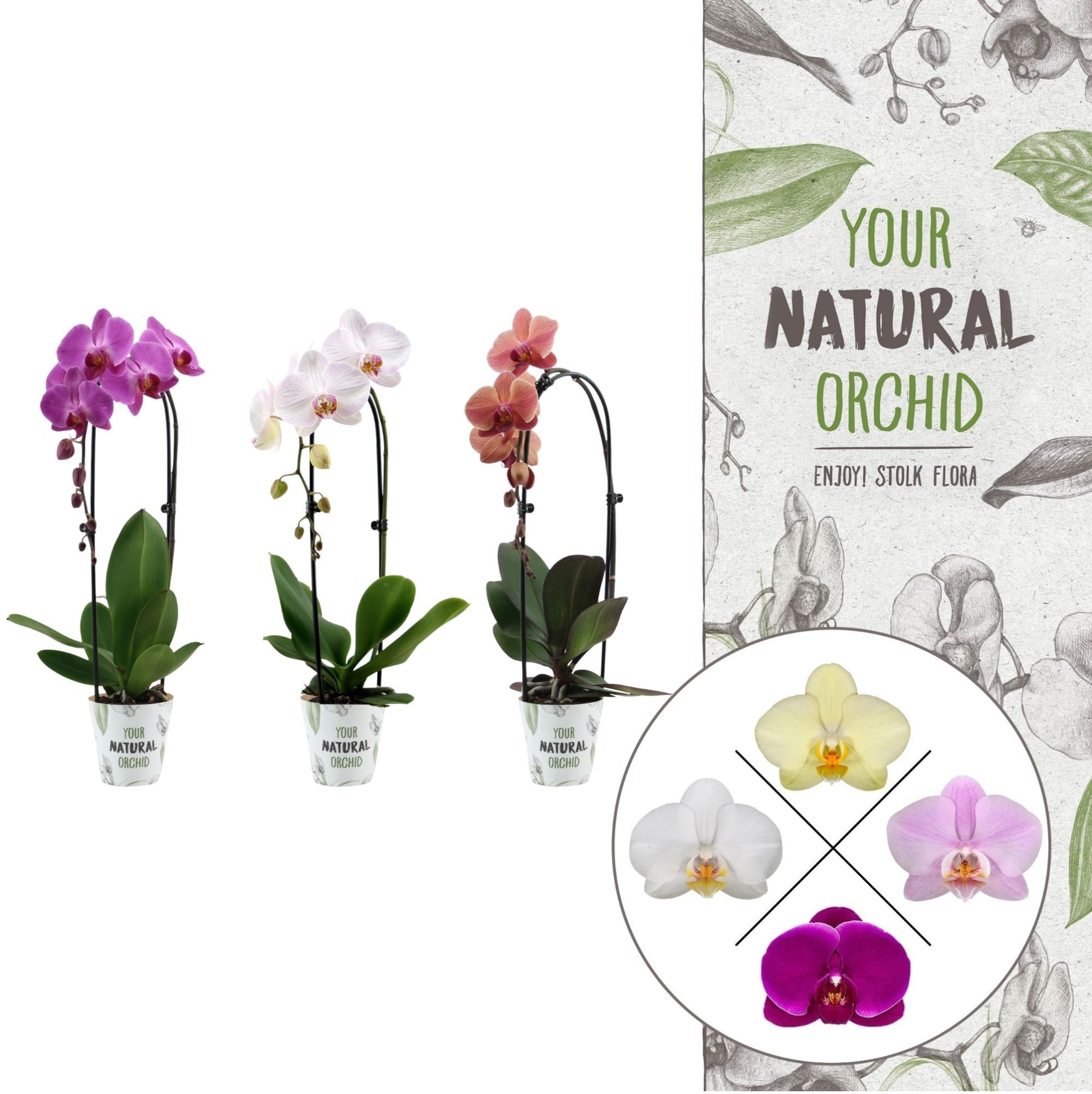 Your Natural Orchid | Cascade mix | Phalaenopsis 1 spike, D 12