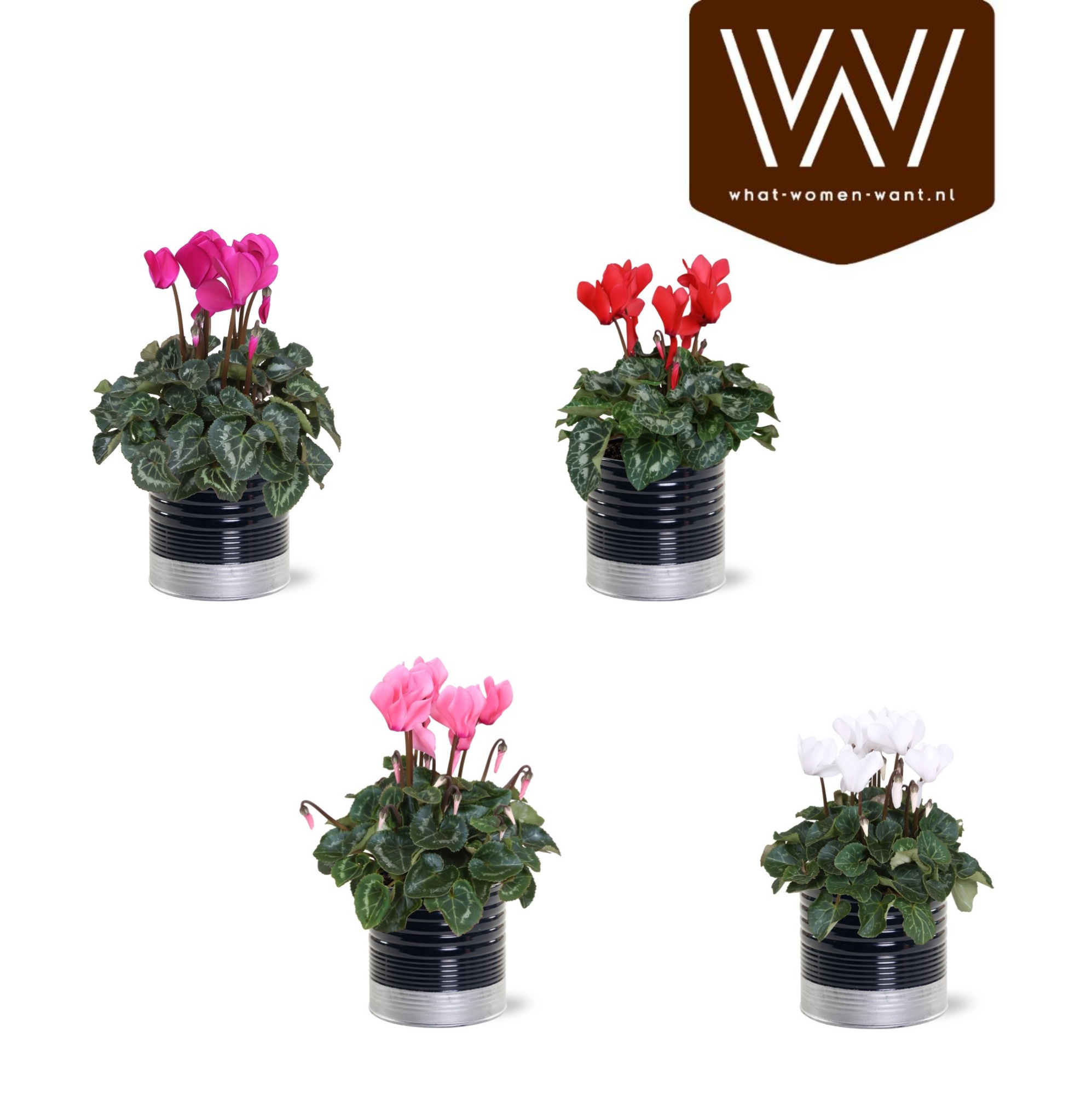 Collectie "Bubbles & wine" Cyclaam mix in zinken pot Nola (Zwart/Zilver), D 12